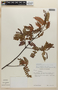 Weinmannia polyphylla image