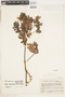 Weinmannia subsessiliflora image