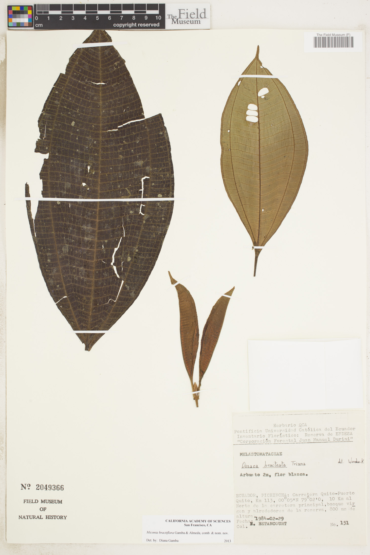Miconia bractiflora image