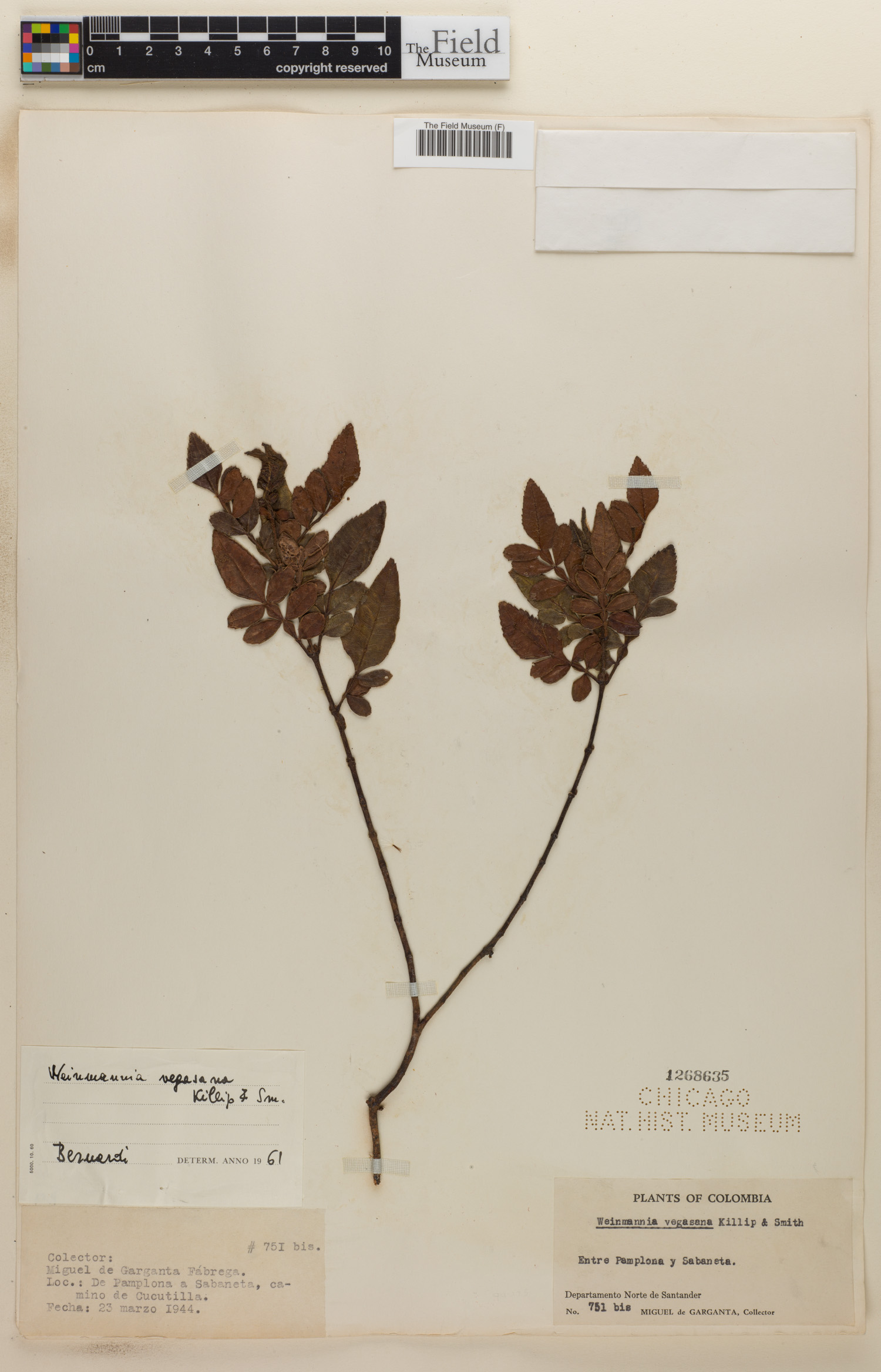 Weinmannia vegasana image