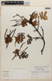 Weinmannia reticulata image