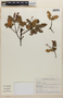 Weinmannia reticulata image