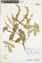 Weinmannia spruceana image