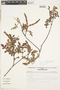 Weinmannia subsessiliflora image
