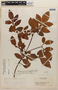 Weinmannia sorbifolia image