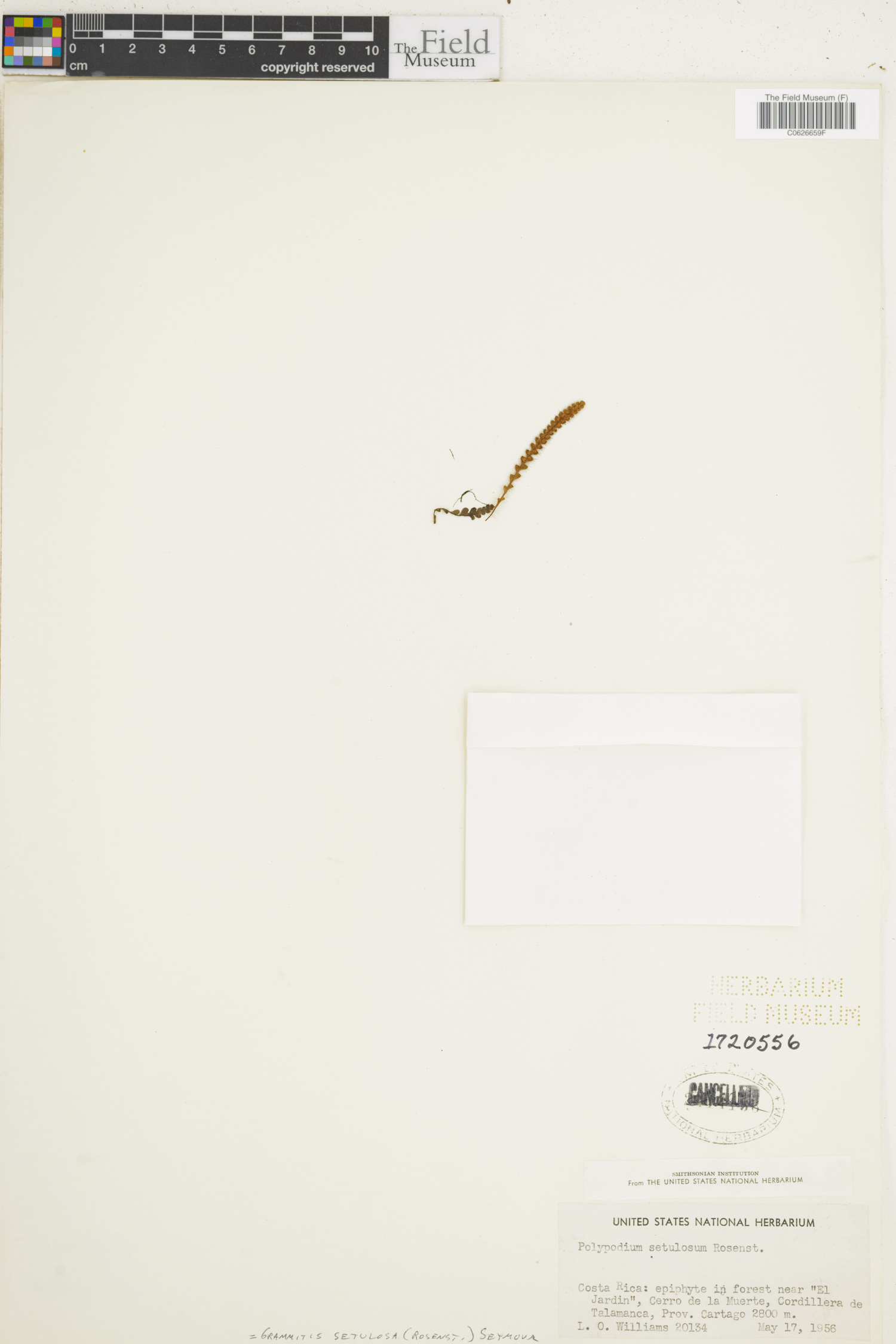 Grammitis setulosa image
