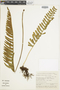 Polypodium latipes image