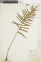 Pleopeltis lepidotricha image