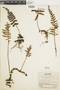 Pleopeltis macrolepis image
