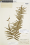 Polypodium rhodopleuron image