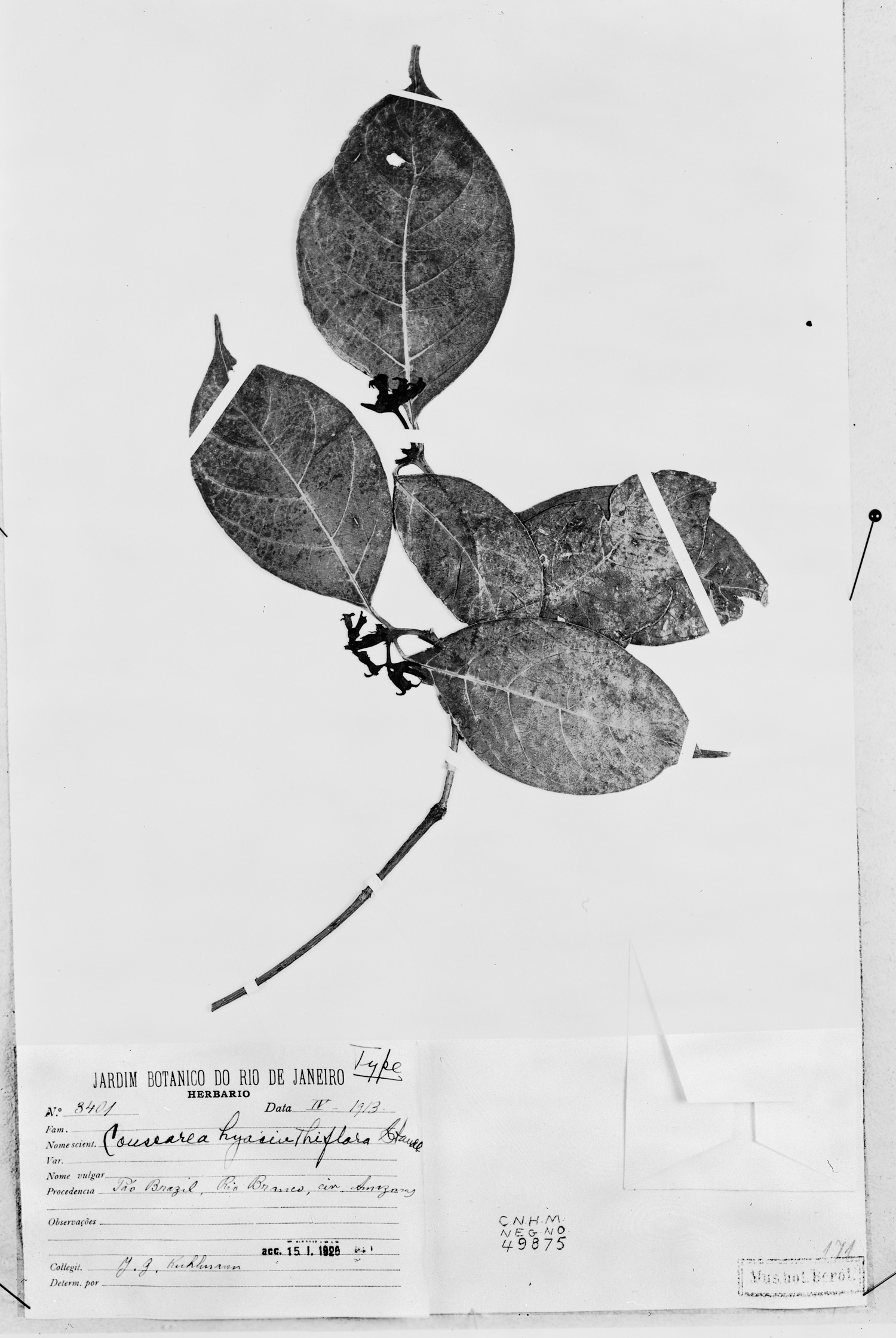 Coussarea hyacinthiflora image