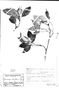 Coussarea liliiflora image