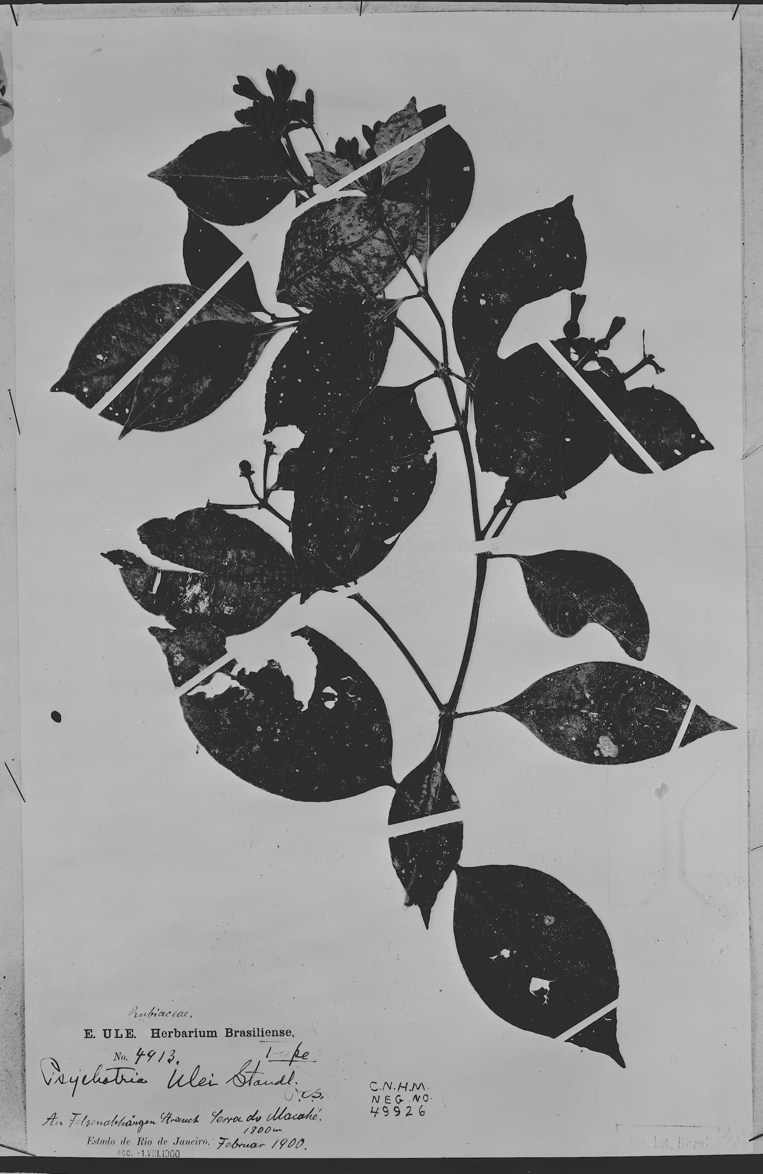 Psychotria ulei image