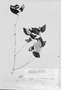 Psychotria wilkesiana image
