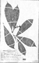 Retiniphyllum adinanthum image