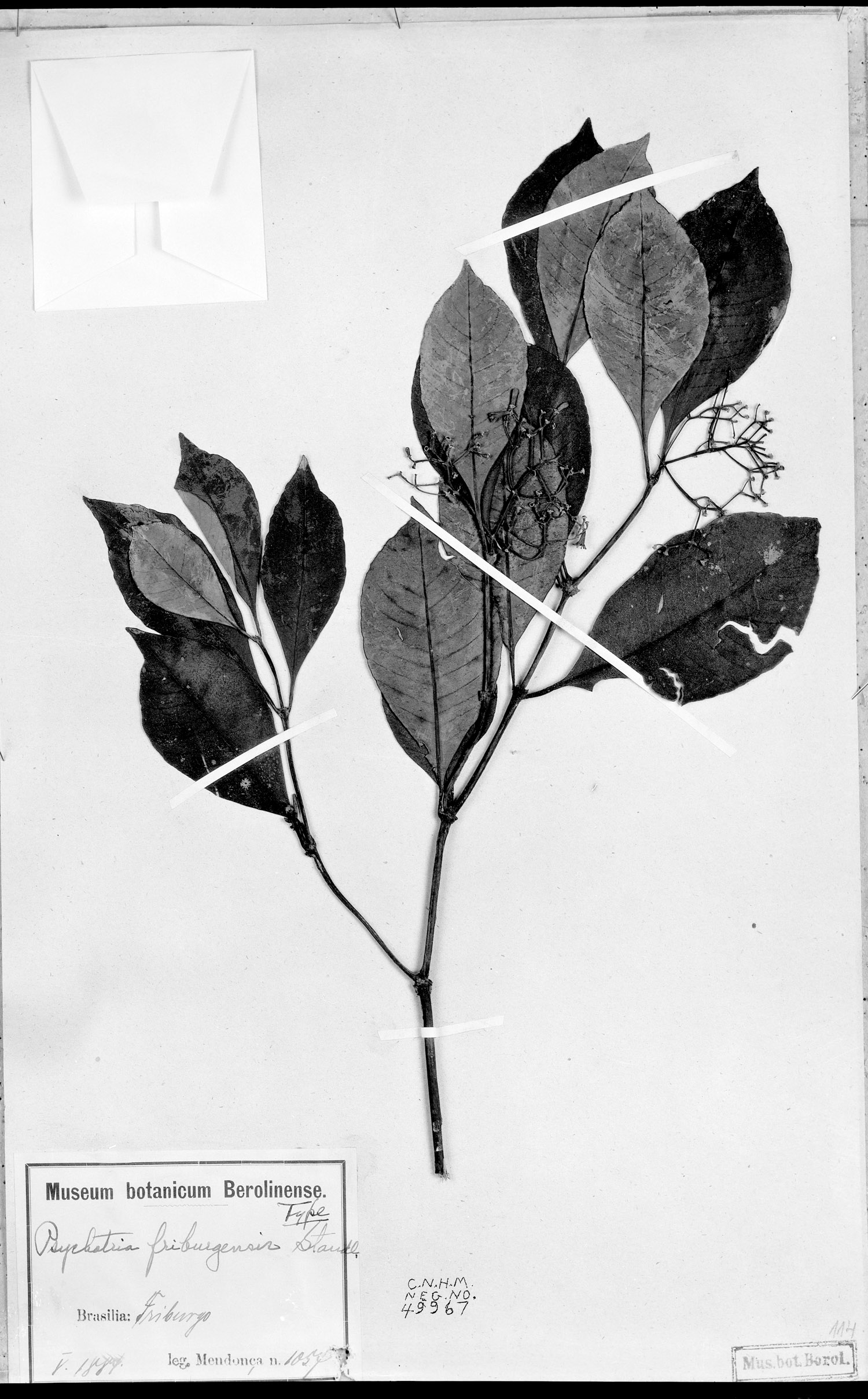 Psychotria friburgensis image