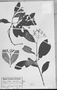 Psychotria jasminoides image