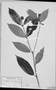 Psychotria rauwolfioides image