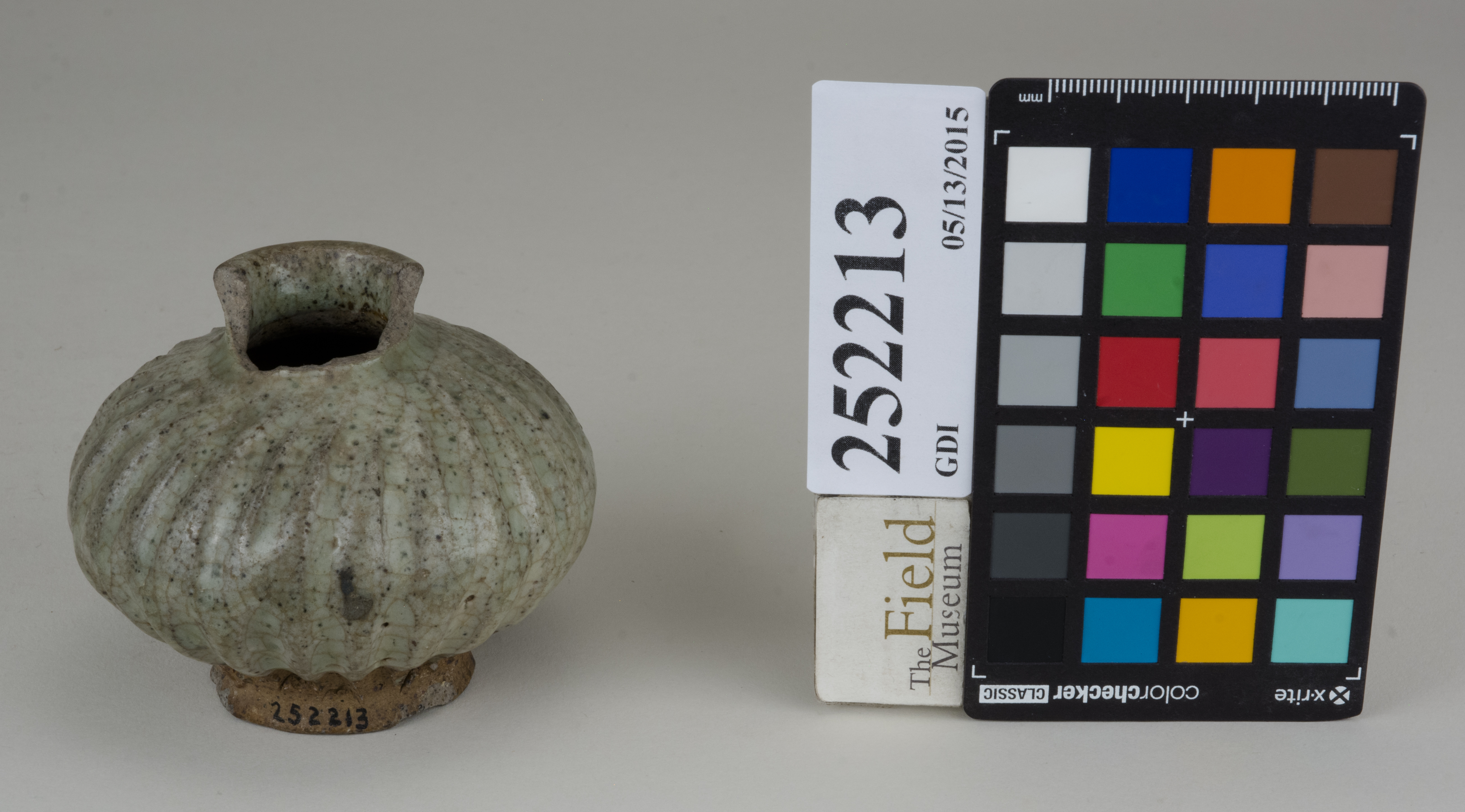 FrontAngle (c) Field Museum of Natural History - CC BY-NC 4.0