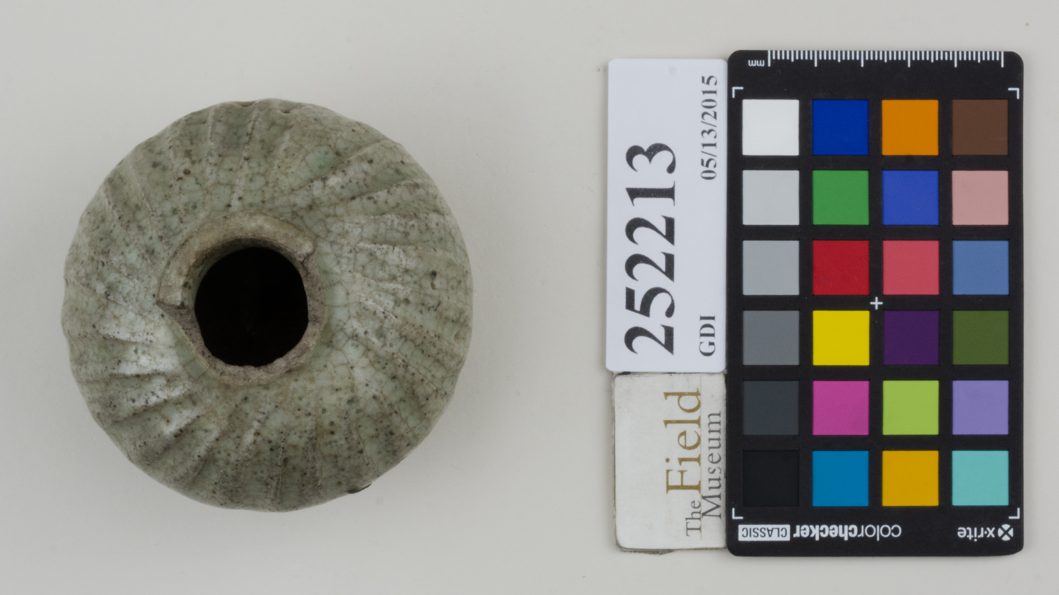 Top (c) Field Museum of Natural History - CC BY-NC 4.0