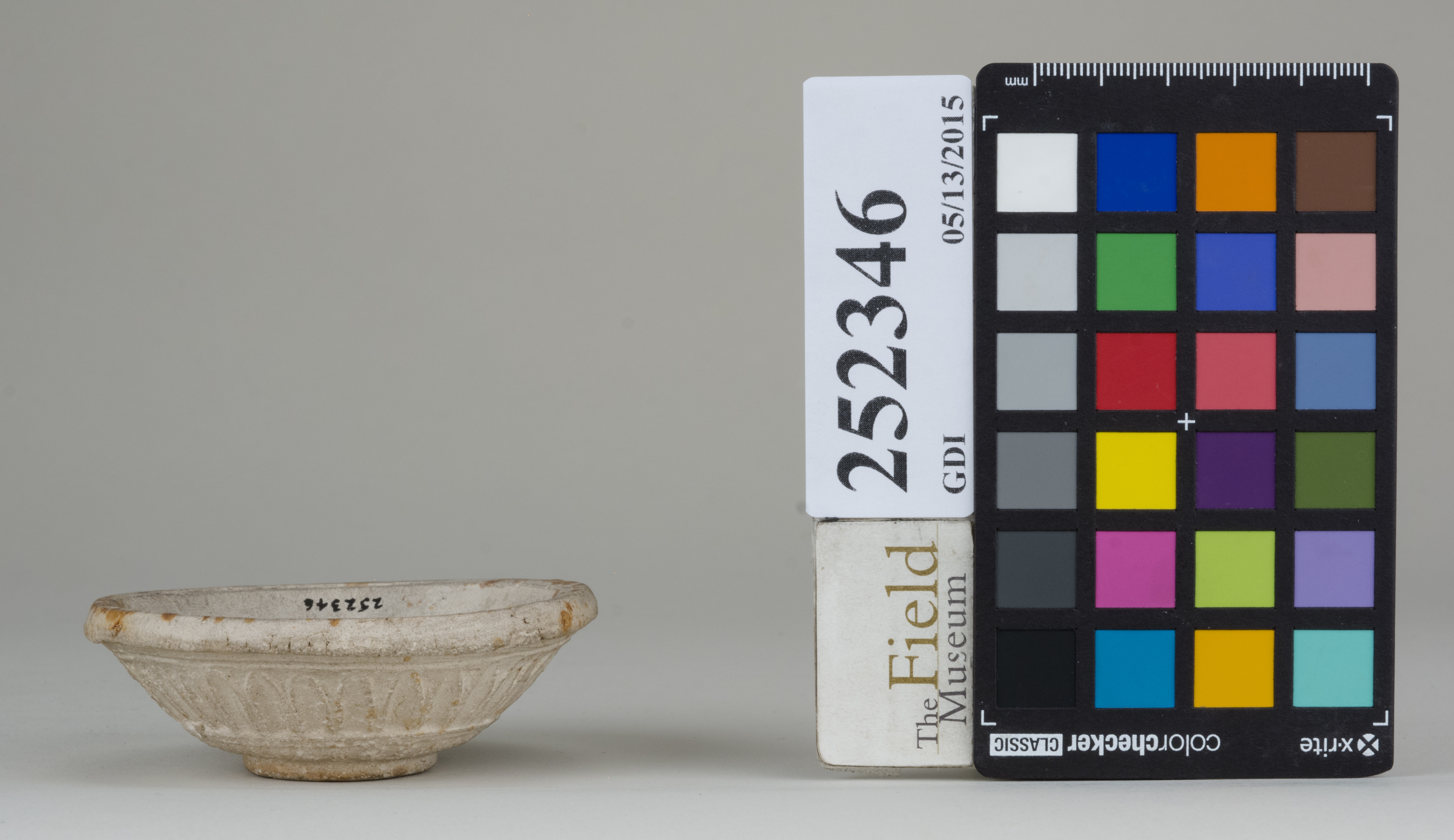 reference image, back (c) Field Museum of Natural History - CC BY-NC 4.0