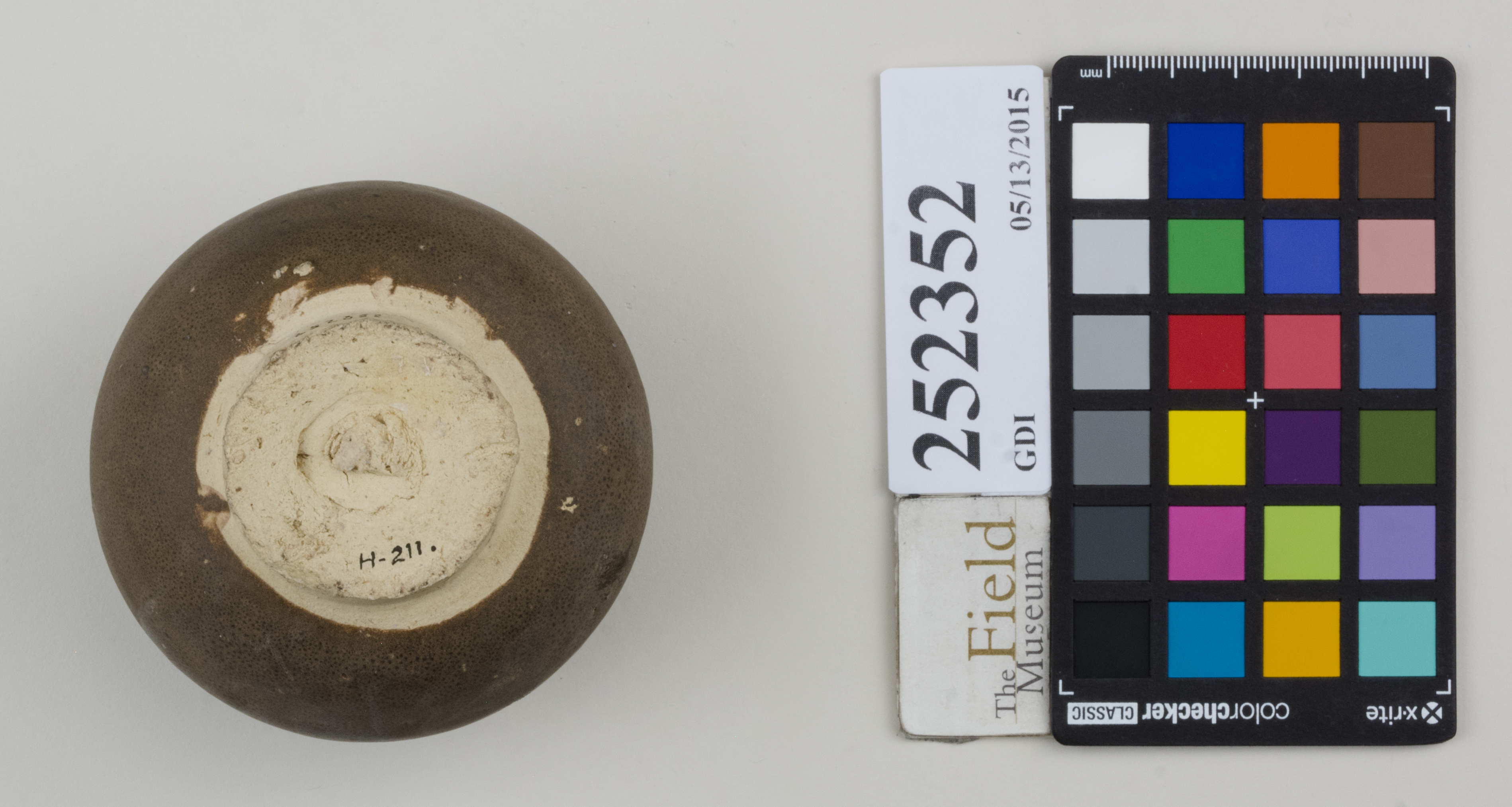 Bottom (c) Field Museum of Natural History - CC BY-NC 4.0