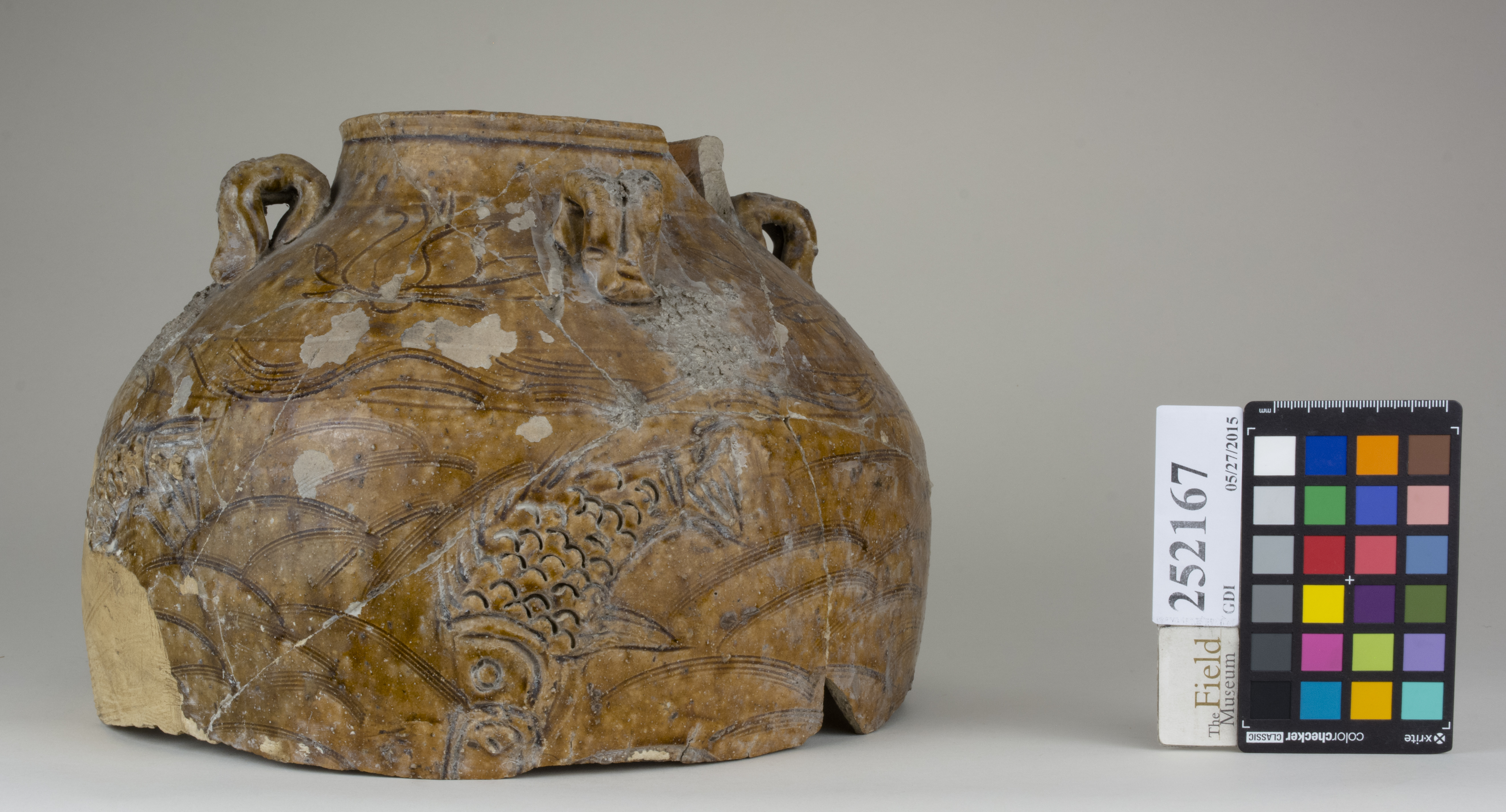 reference image, back (c) Field Museum of Natural History - CC BY-NC 4.0