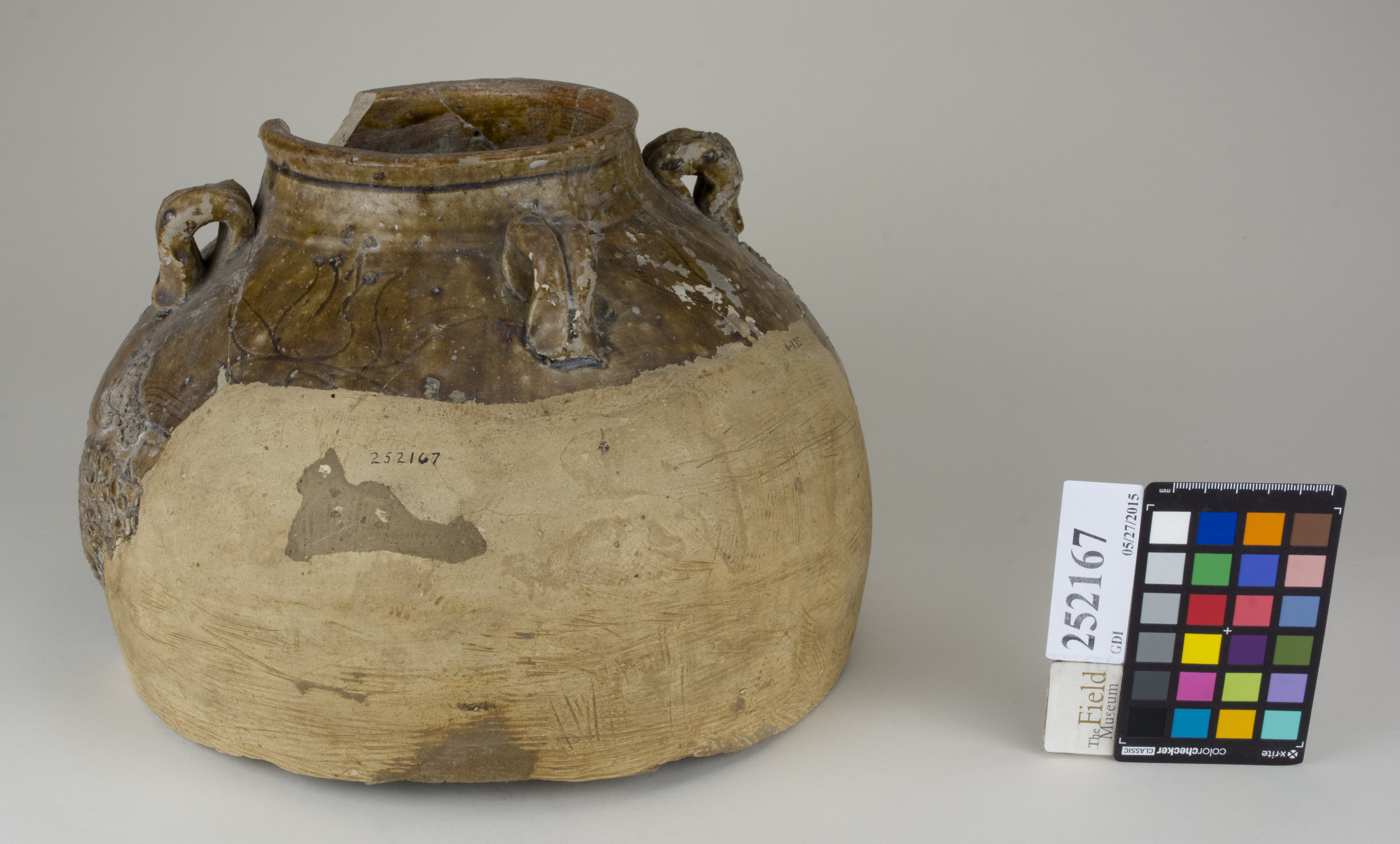 FrontAngle (c) Field Museum of Natural History - CC BY-NC 4.0