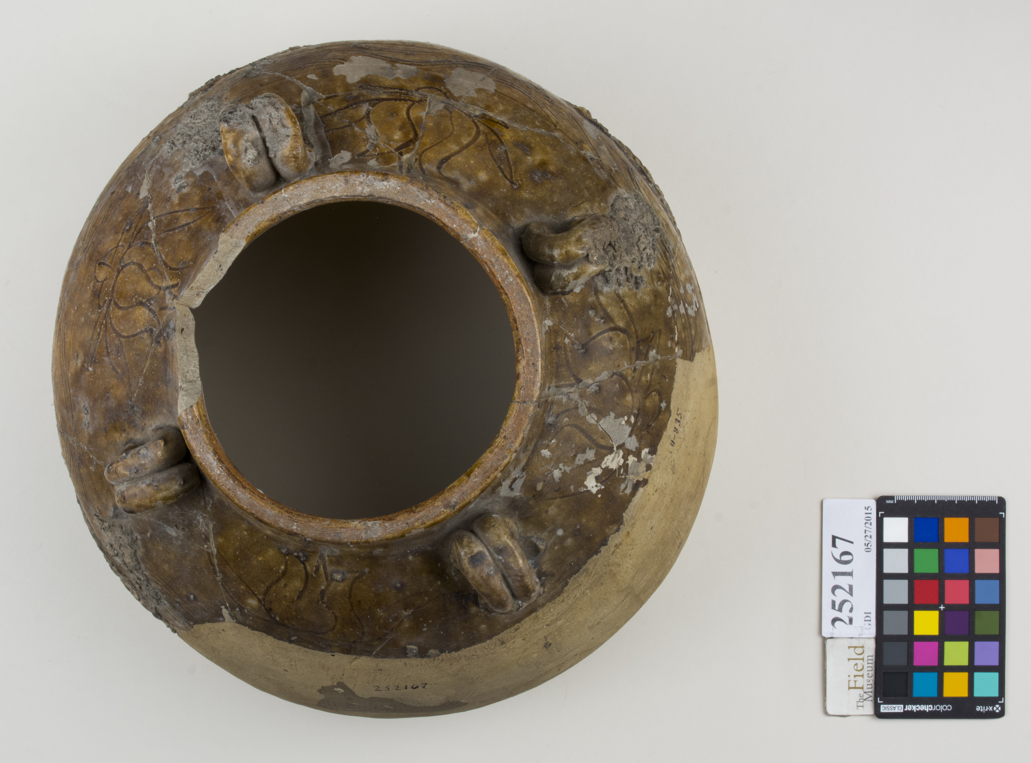 Top (c) Field Museum of Natural History - CC BY-NC 4.0