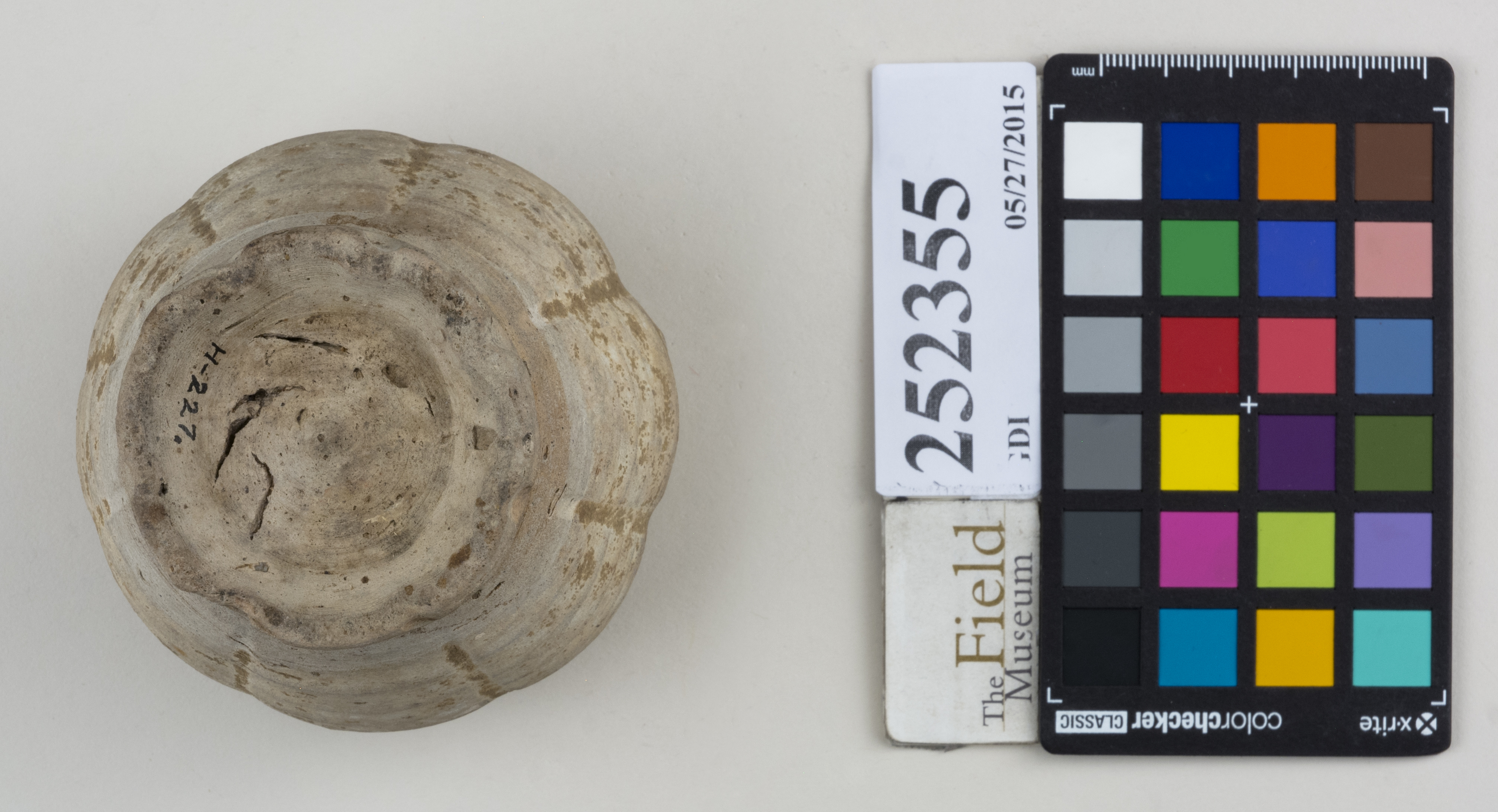 Bottom (c) Field Museum of Natural History - CC BY-NC 4.0