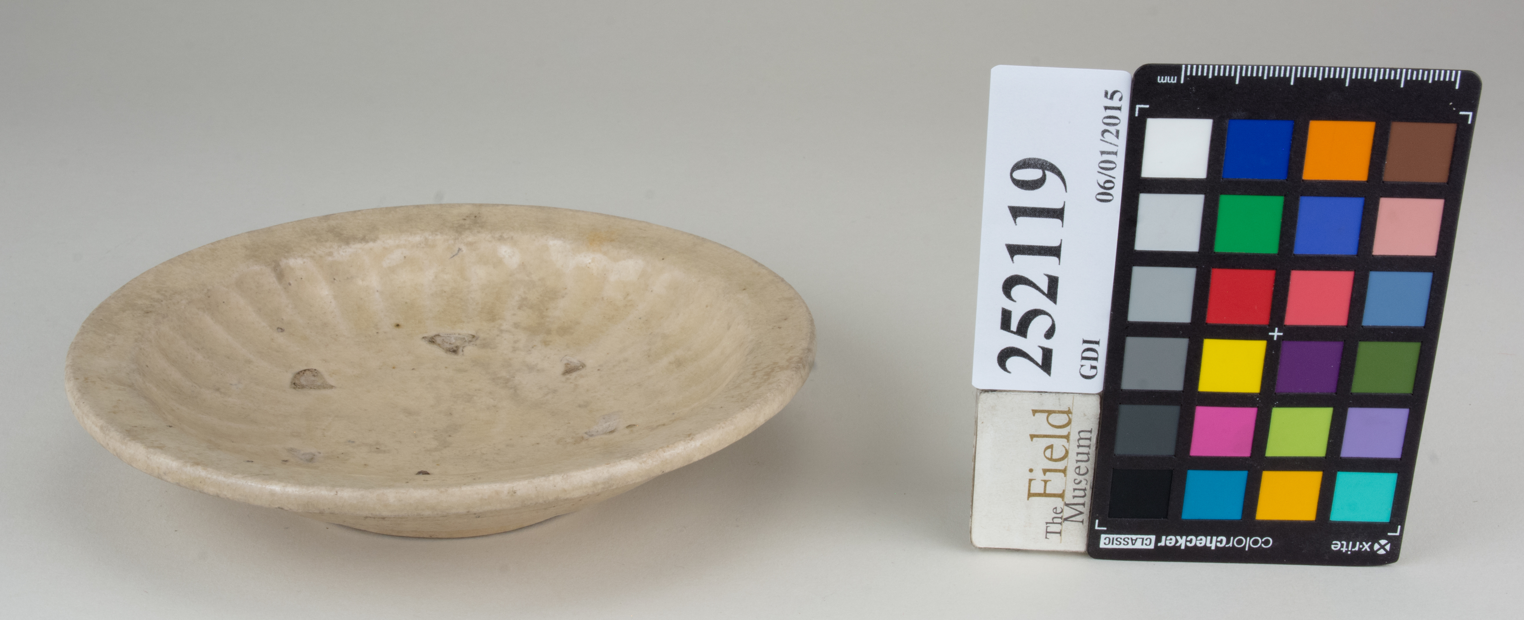 FrontAngle (c) Field Museum of Natural History - CC BY-NC 4.0