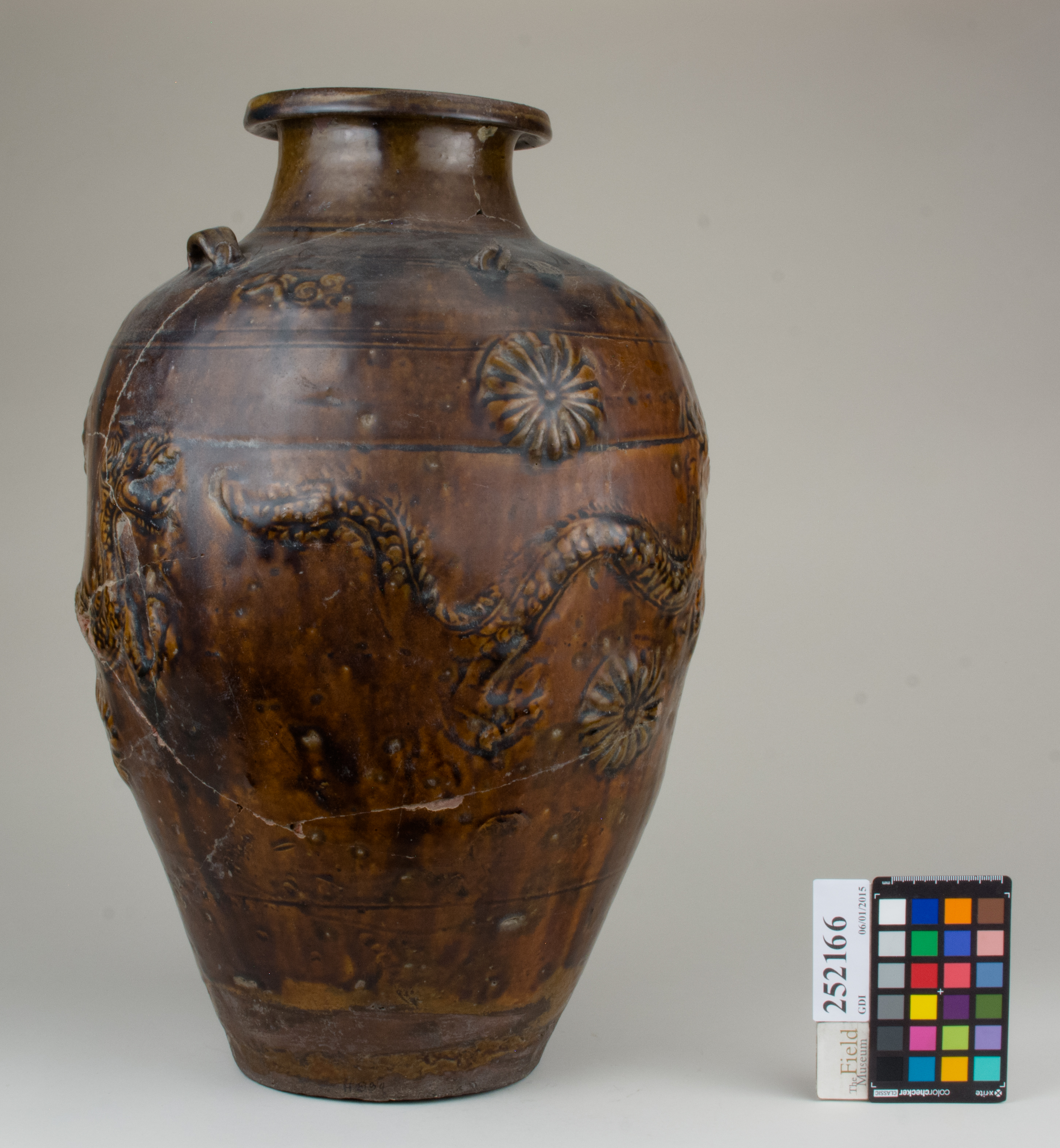 reference image, back (c) Field Museum of Natural History - CC BY-NC 4.0