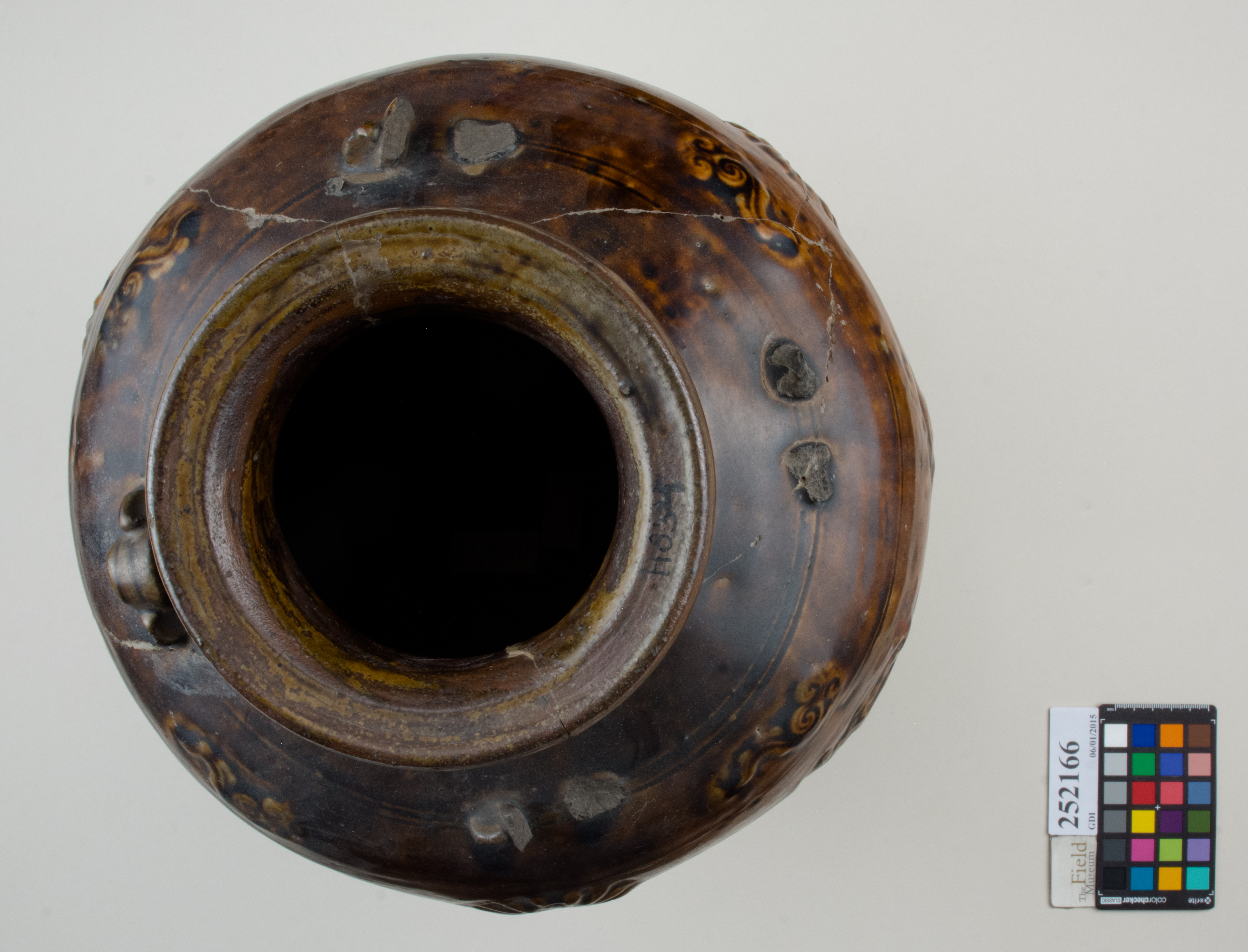 Top (c) Field Museum of Natural History - CC BY-NC 4.0