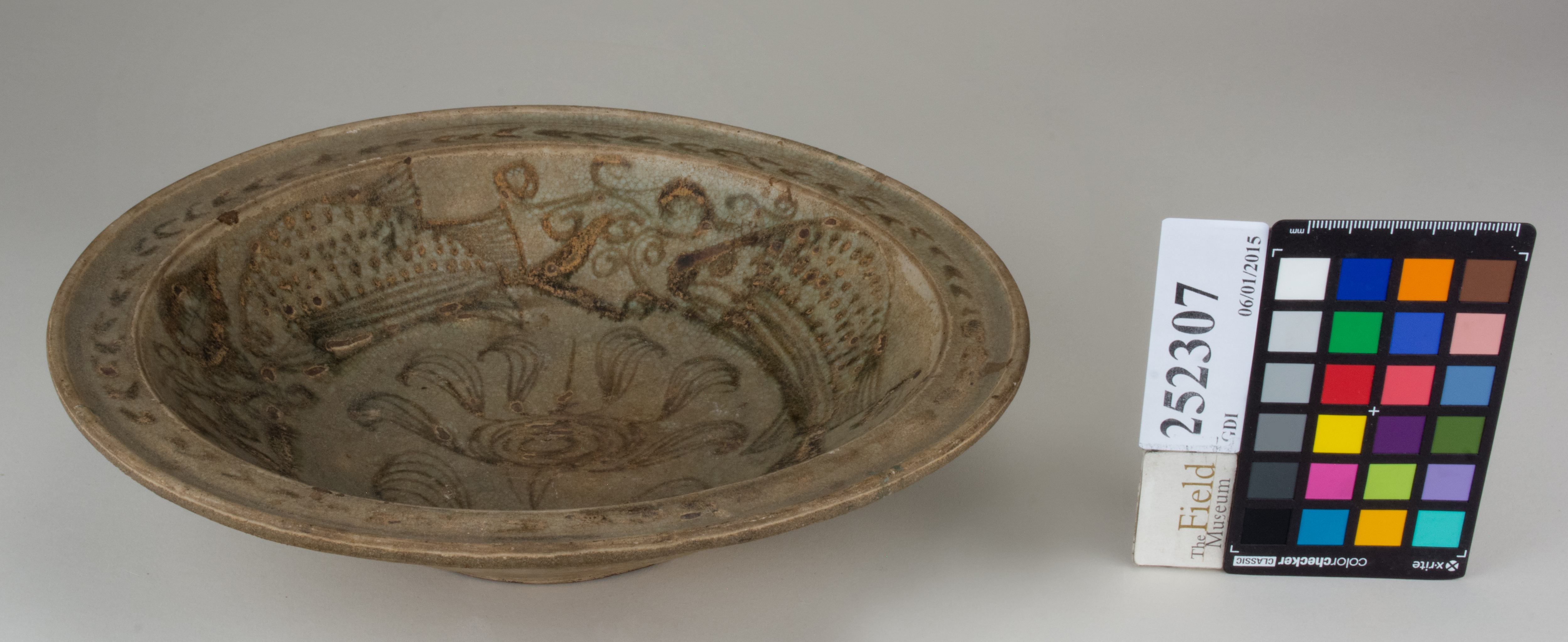 FrontAngle (c) Field Museum of Natural History - CC BY-NC 4.0