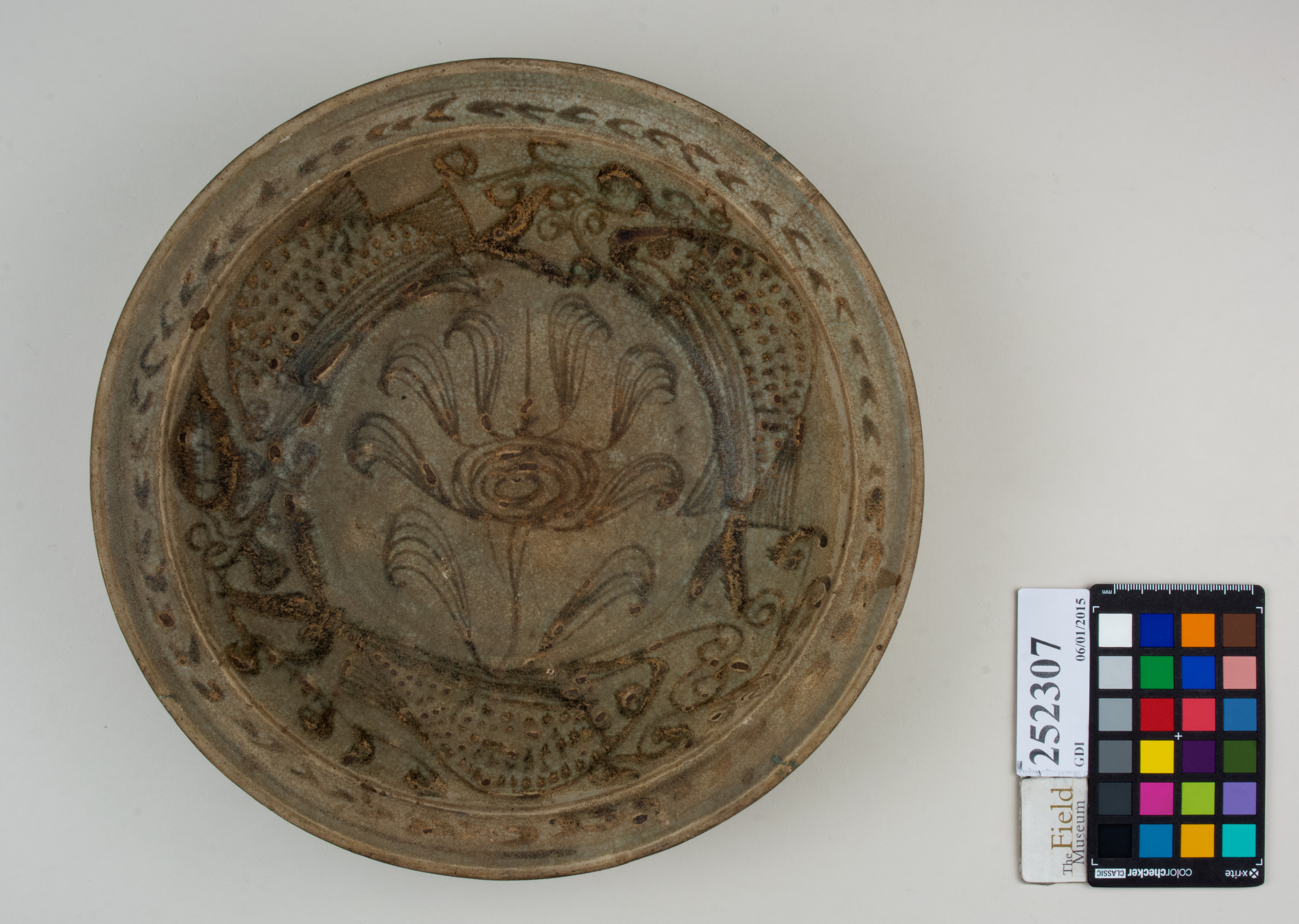 Top (c) Field Museum of Natural History - CC BY-NC 4.0