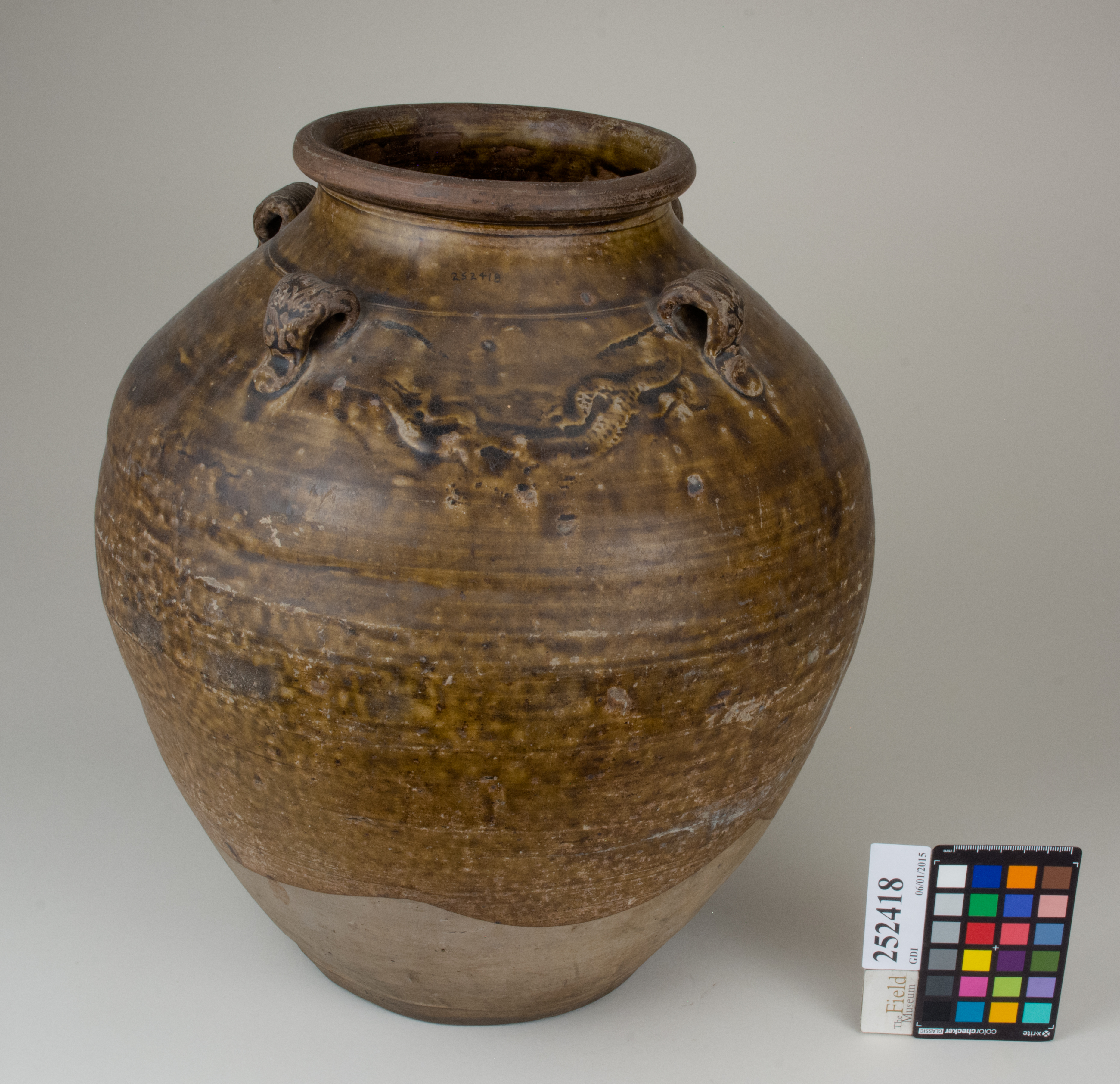 FrontAngle (c) Field Museum of Natural History - CC BY-NC 4.0