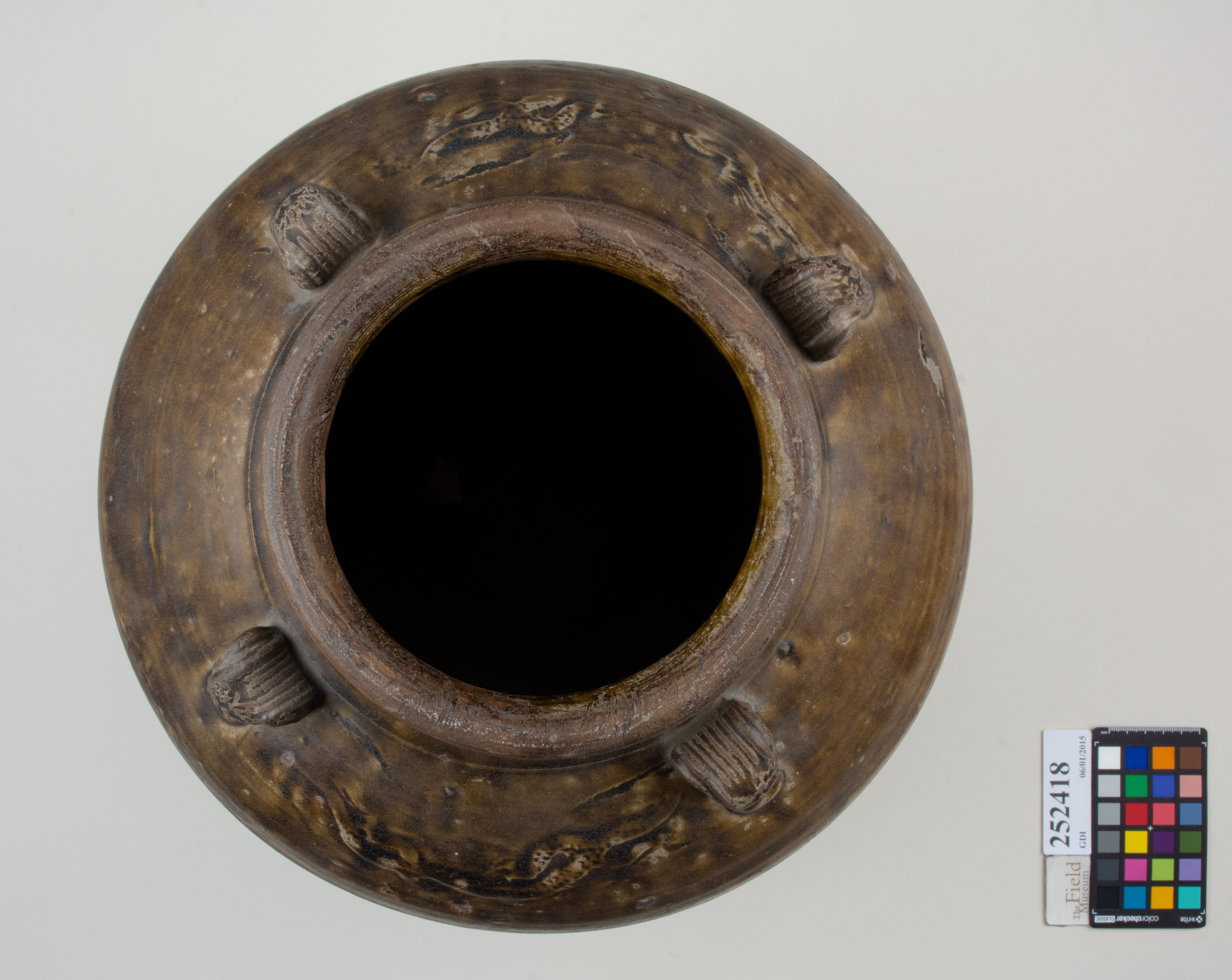 Top (c) Field Museum of Natural History - CC BY-NC 4.0