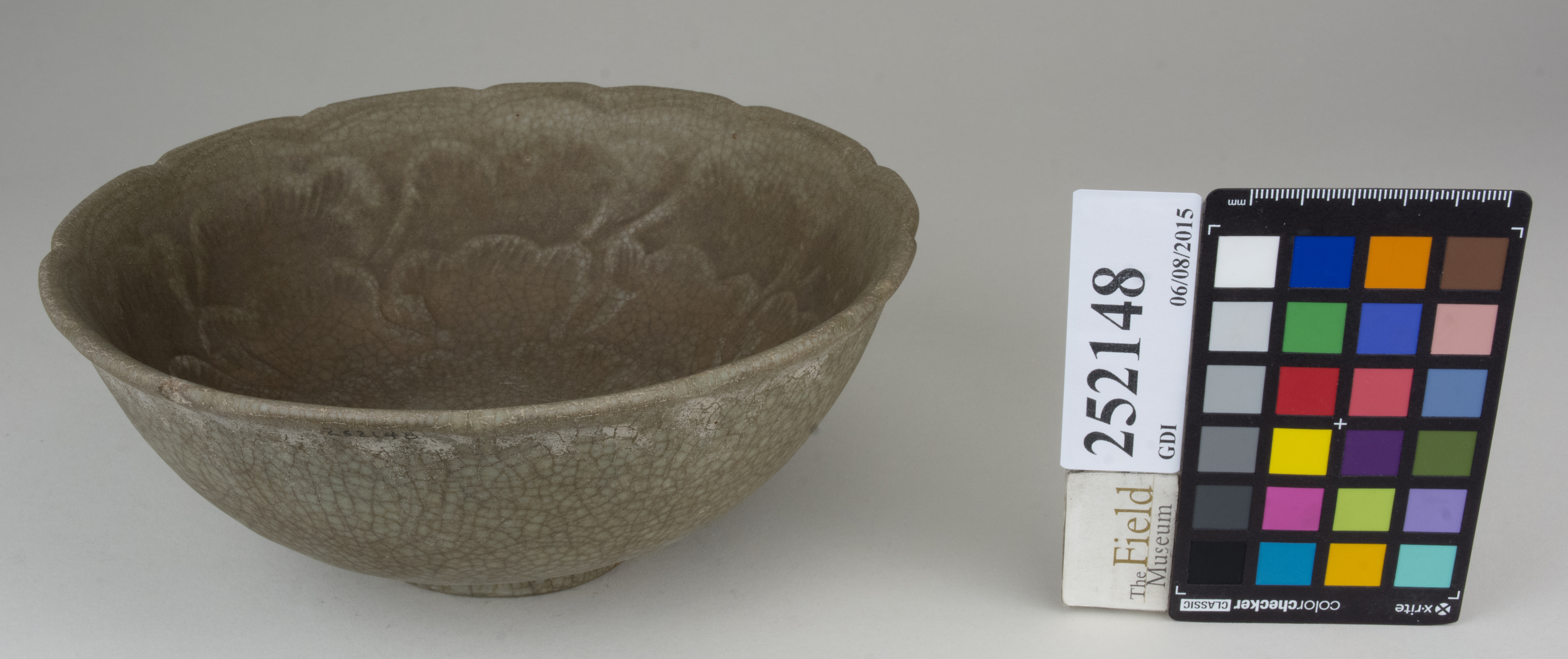 FrontAngle (c) Field Museum of Natural History - CC BY-NC 4.0