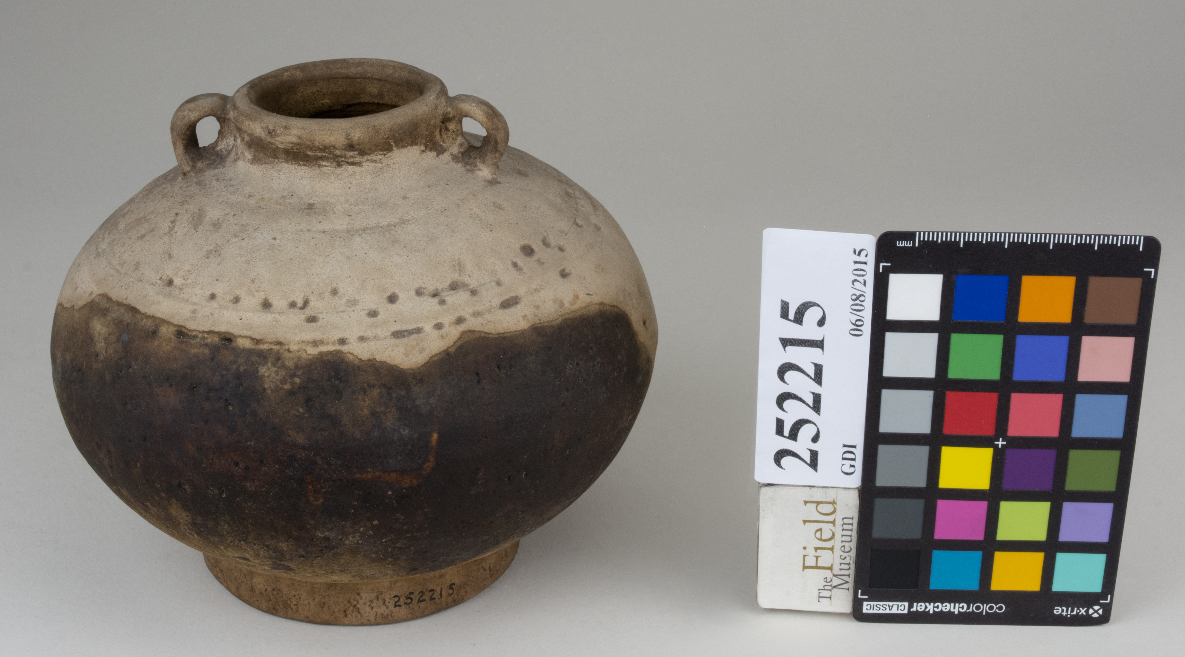 FrontAngle (c) Field Museum of Natural History - CC BY-NC 4.0