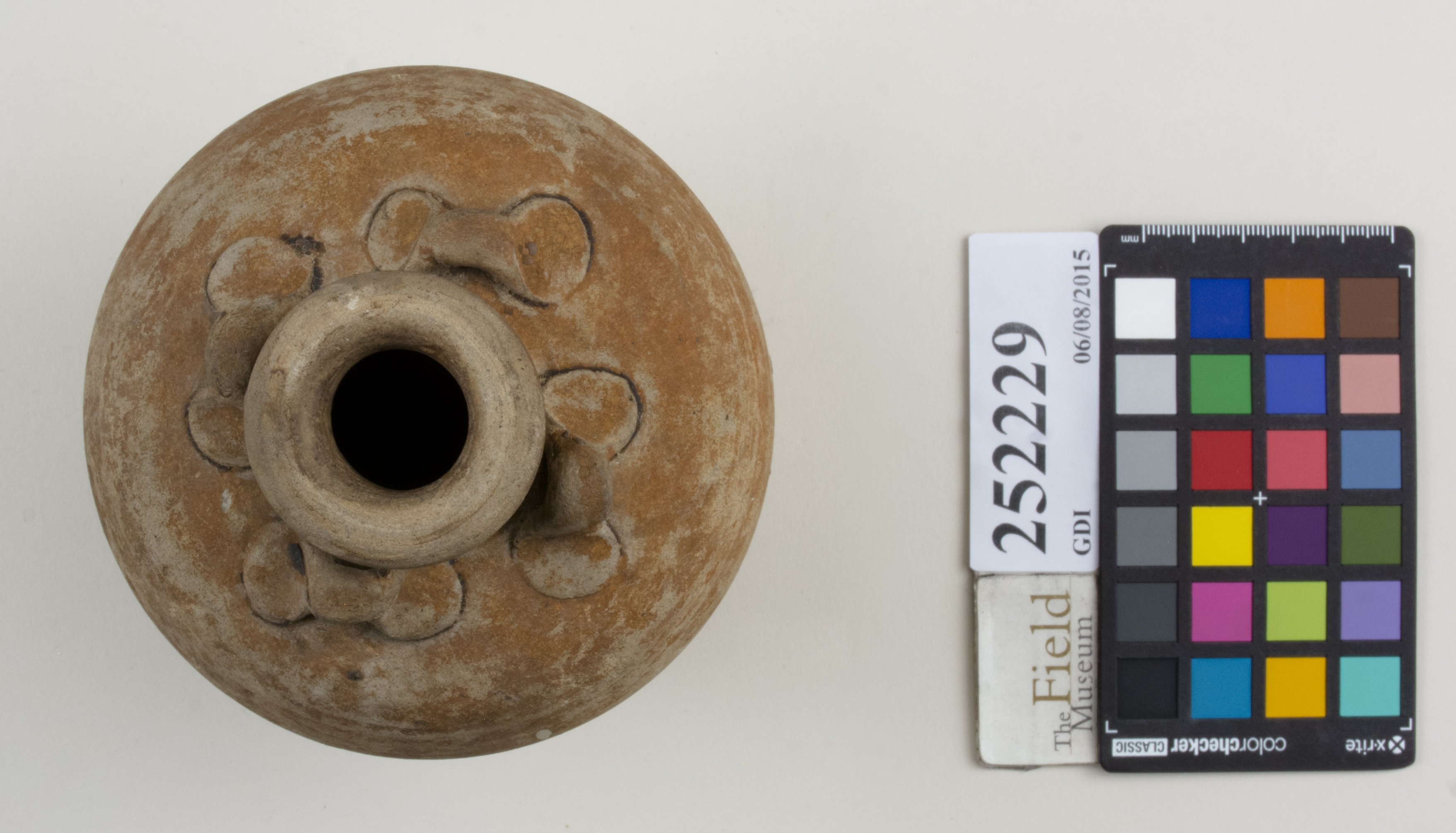 Top (c) Field Museum of Natural History - CC BY-NC 4.0