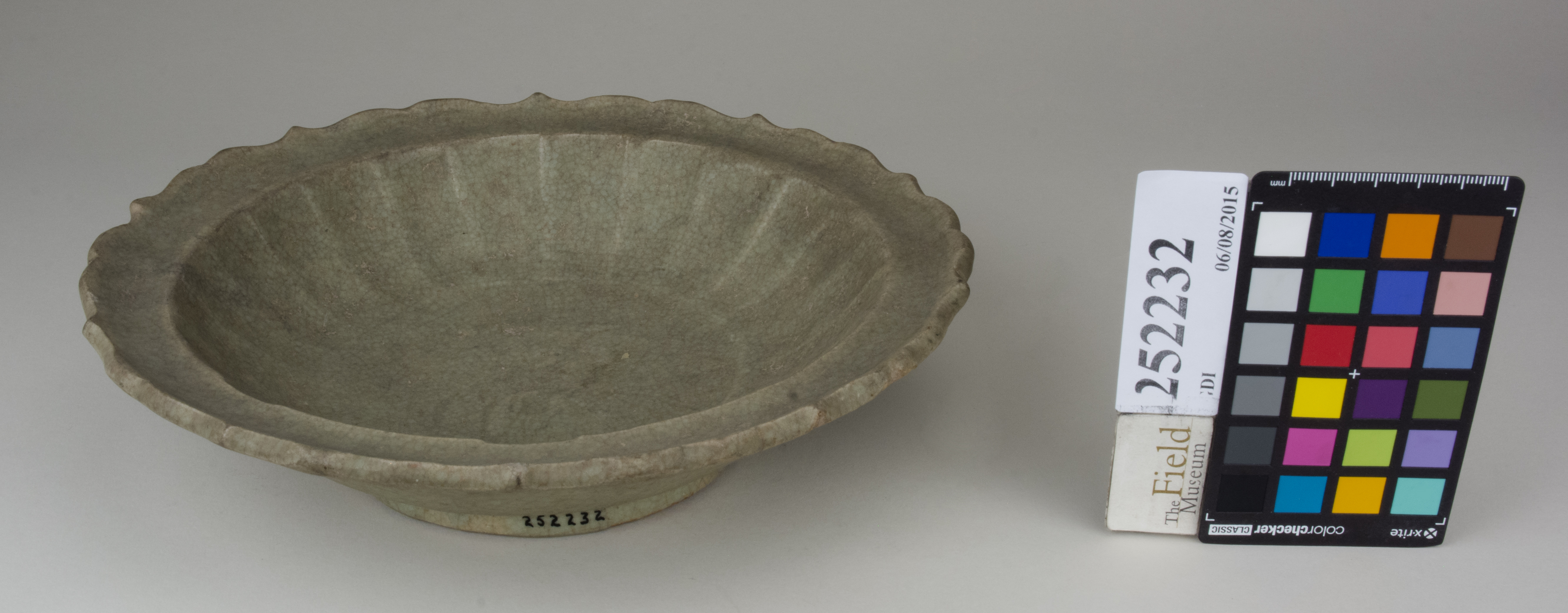 FrontAngle (c) Field Museum of Natural History - CC BY-NC 4.0