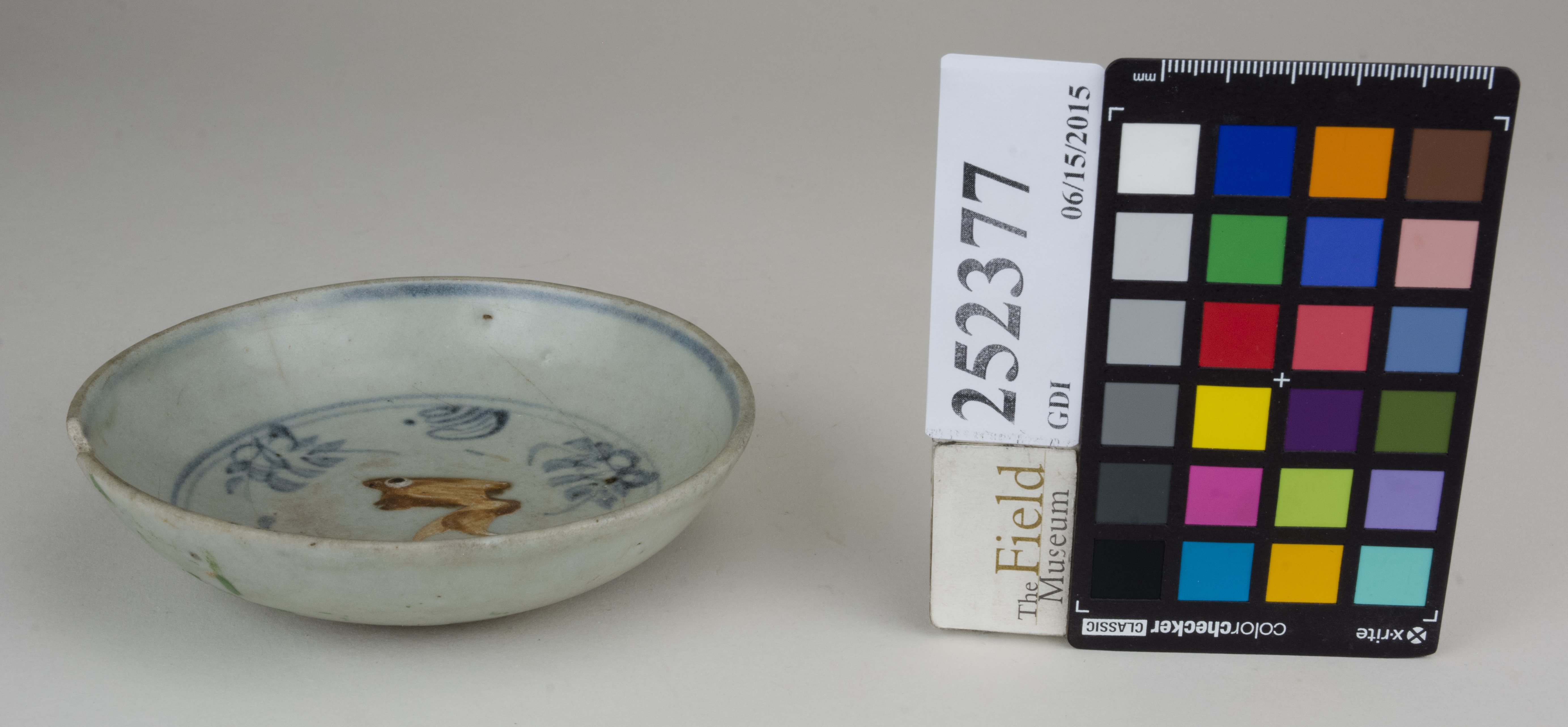 FrontAngle (c) Field Museum of Natural History - CC BY-NC 4.0