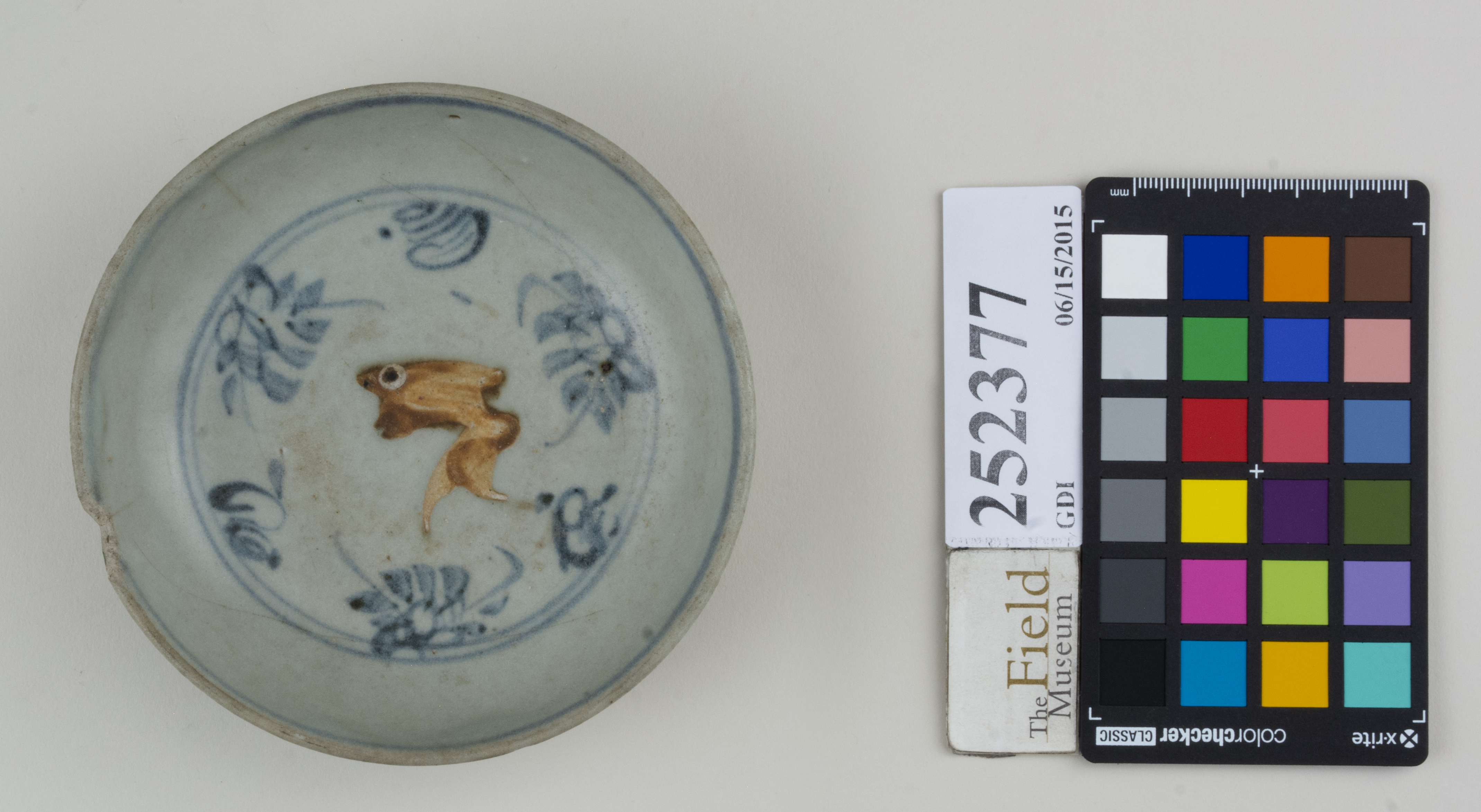 Top (c) Field Museum of Natural History - CC BY-NC 4.0