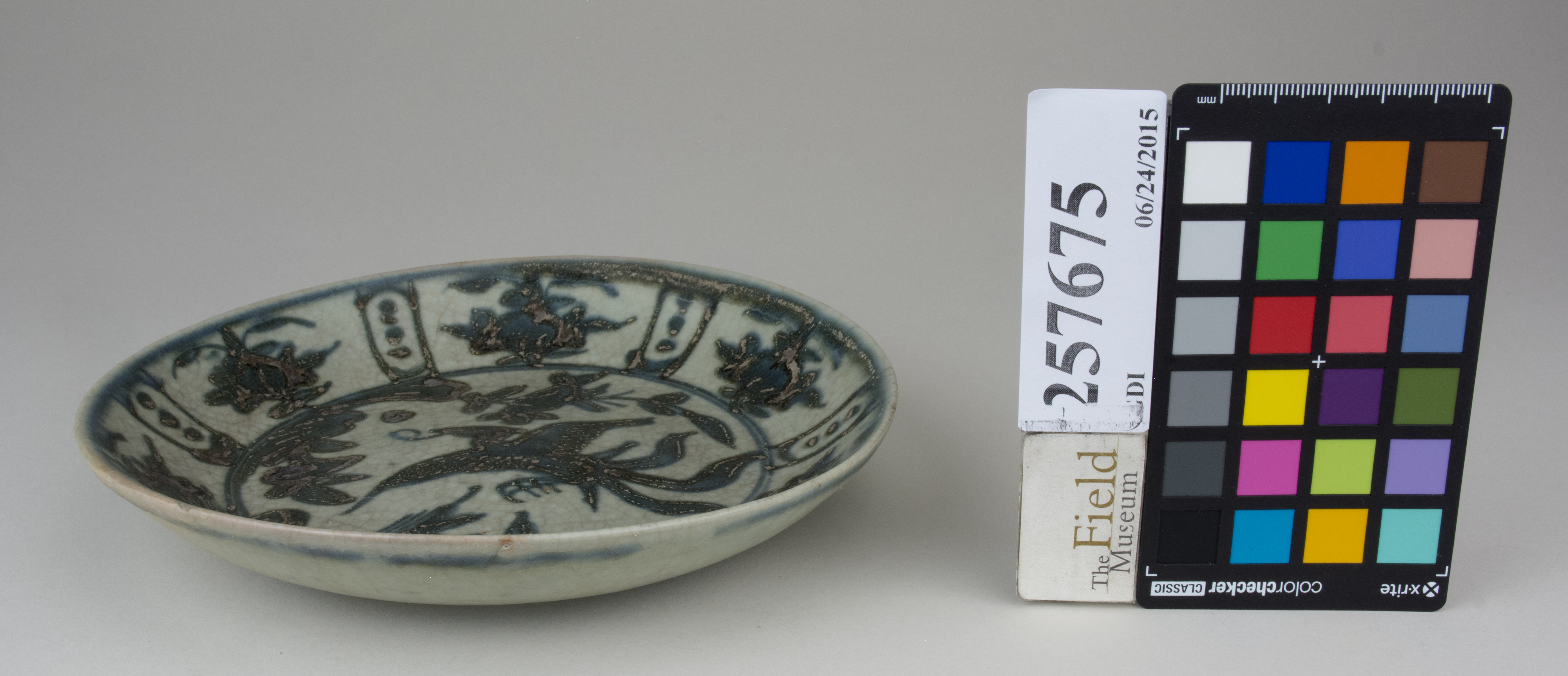 FrontAngle (c) Field Museum of Natural History - CC BY-NC 4.0