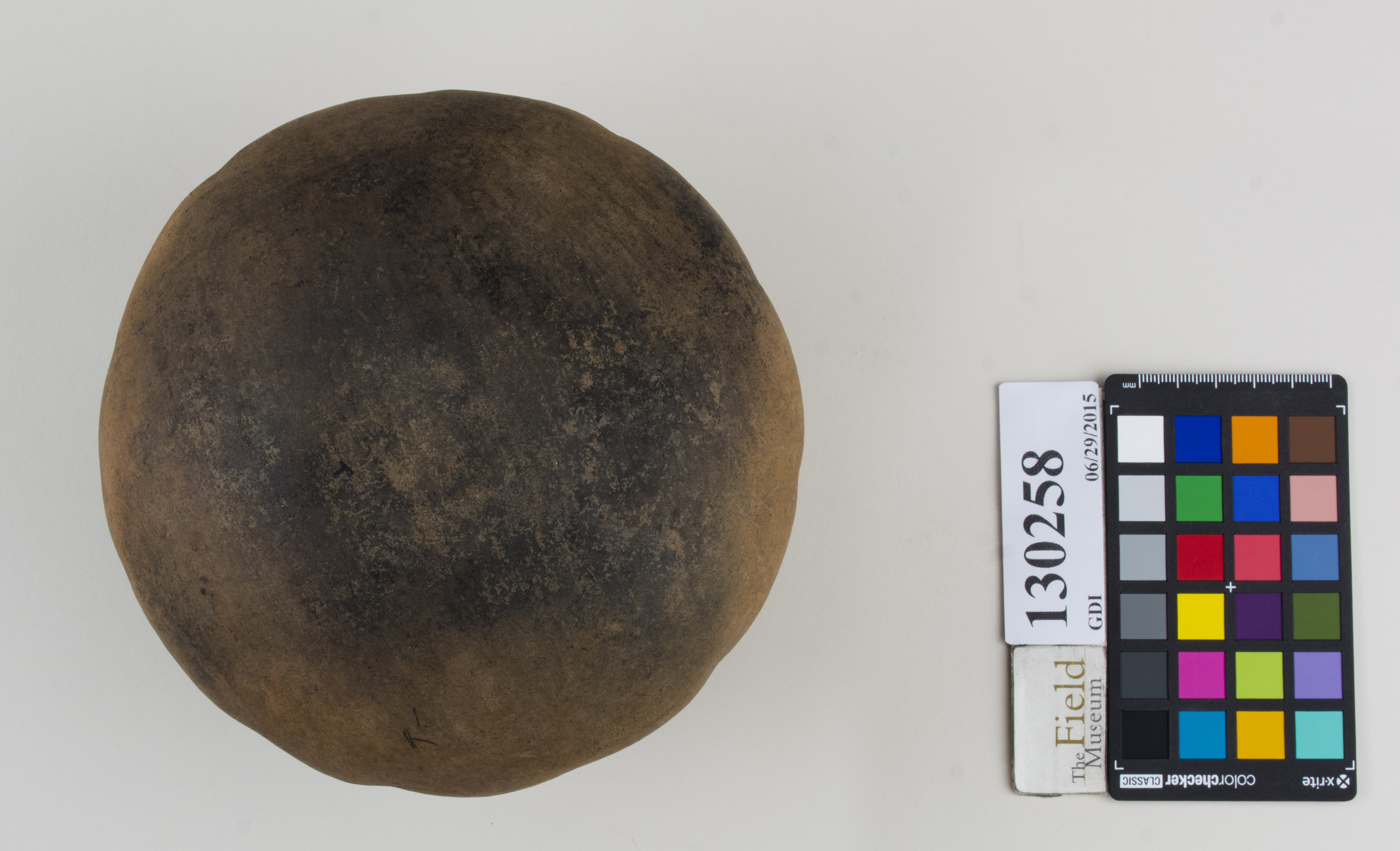 Bottom (c) Field Museum of Natural History - CC BY-NC 4.0