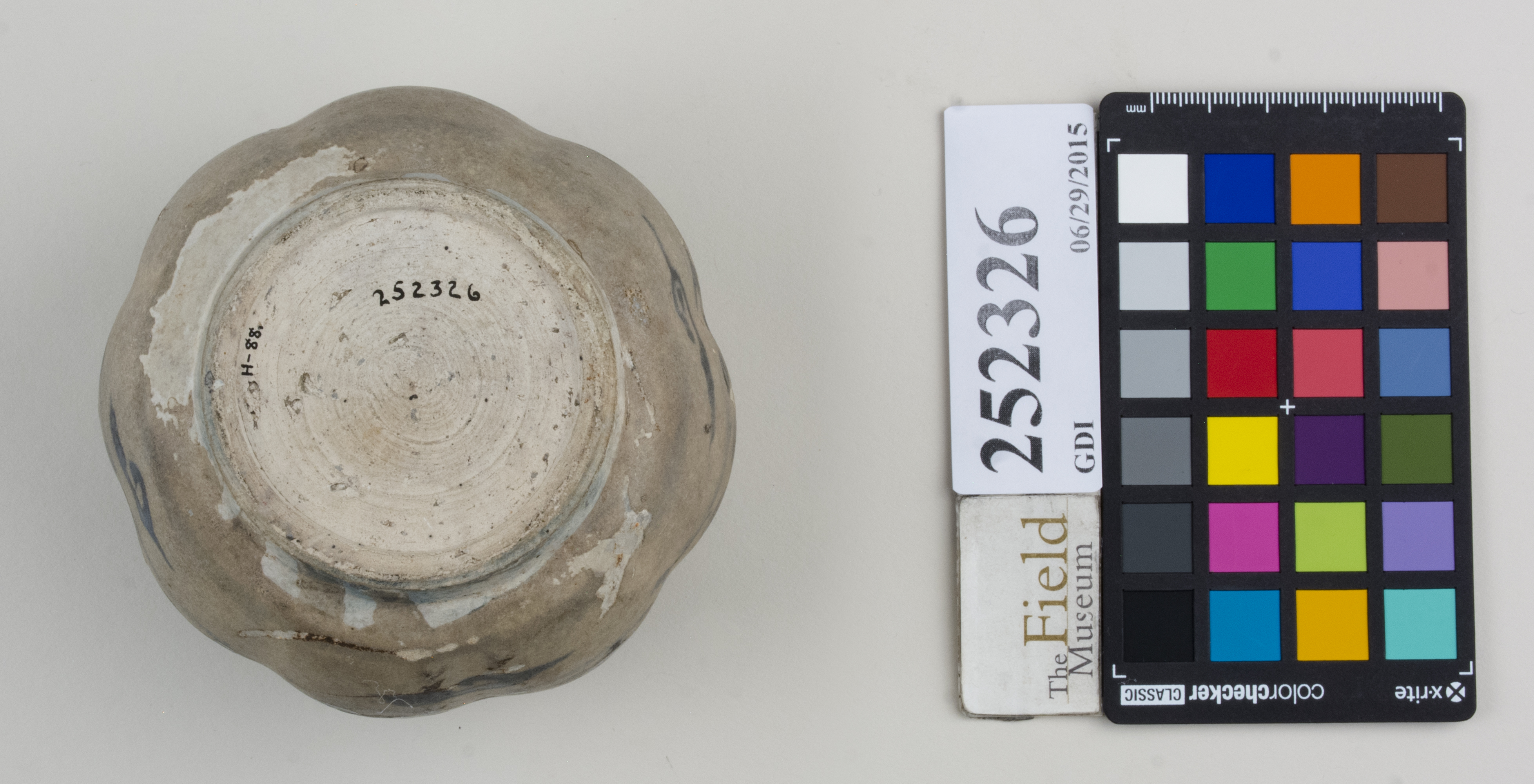 Bottom (c) Field Museum of Natural History - CC BY-NC 4.0