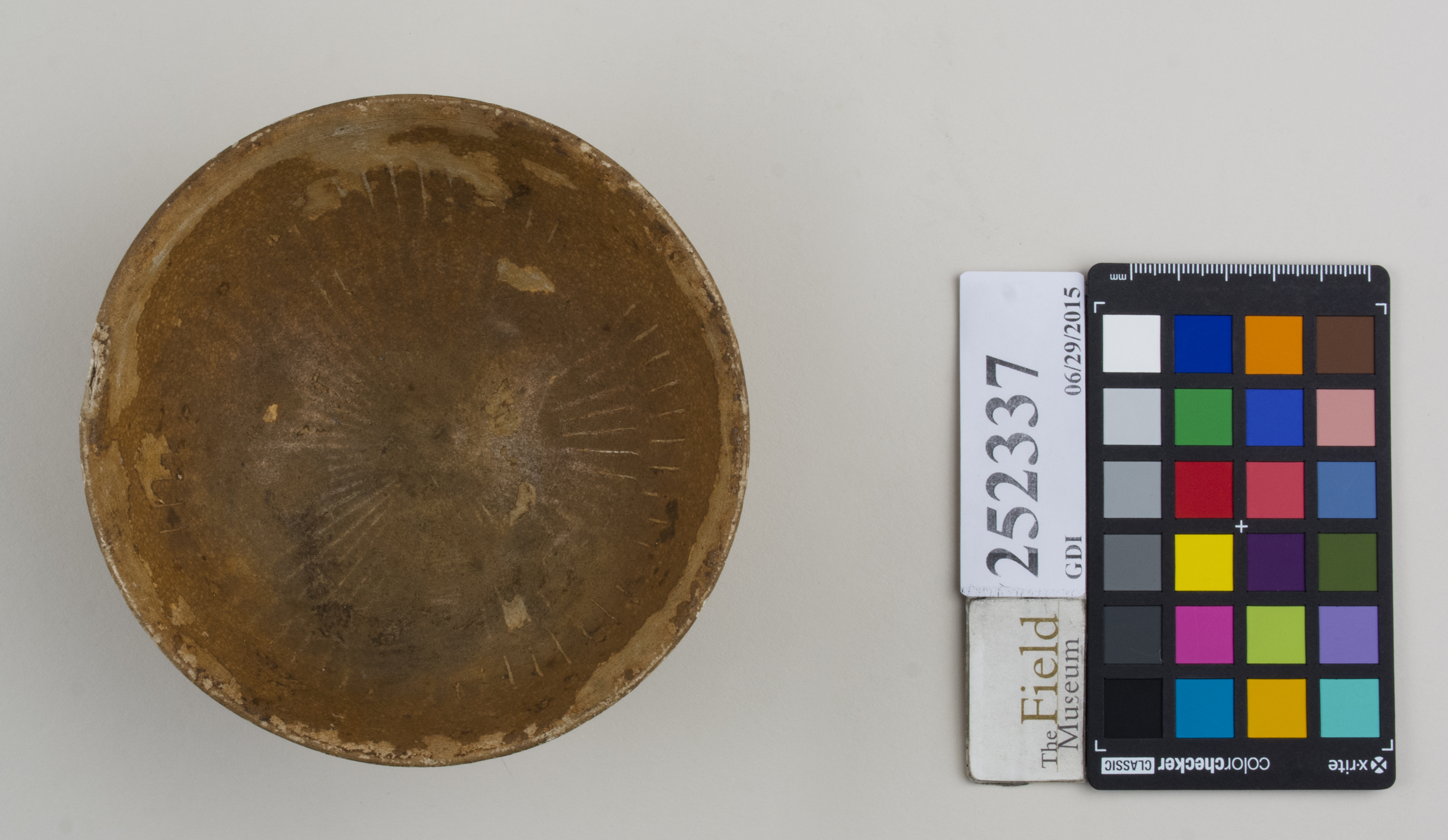 Top (c) Field Museum of Natural History - CC BY-NC 4.0