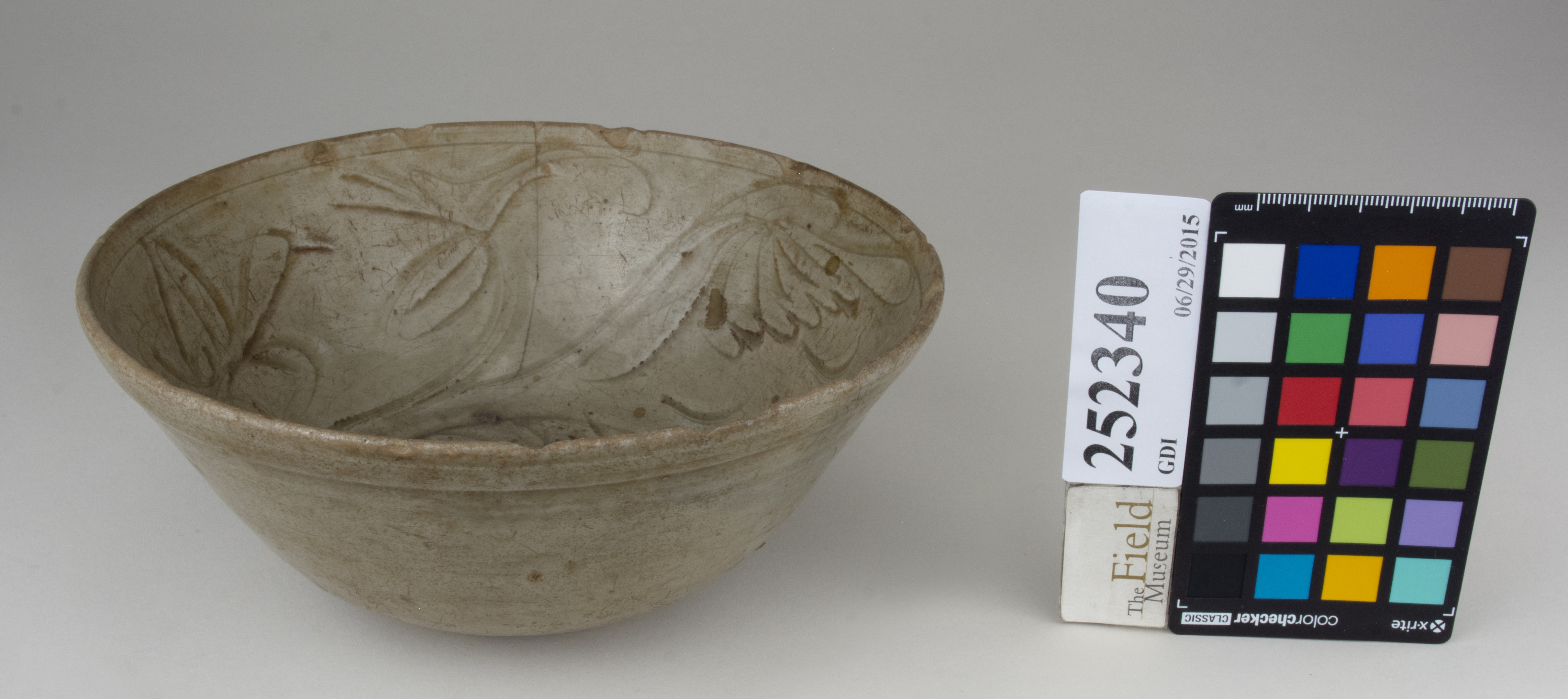 FrontAngle (c) Field Museum of Natural History - CC BY-NC 4.0