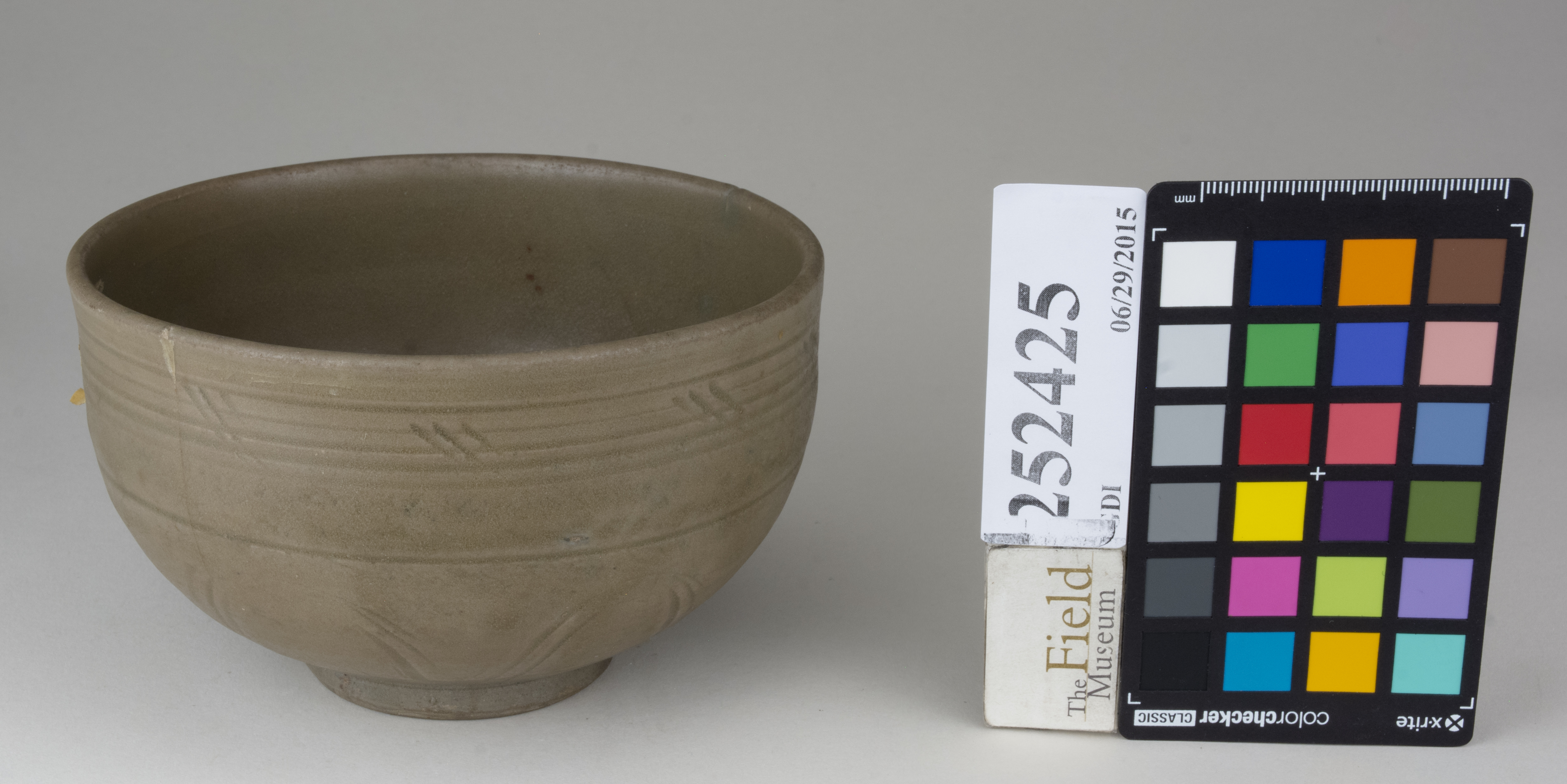 FrontAngle (c) Field Museum of Natural History - CC BY-NC 4.0