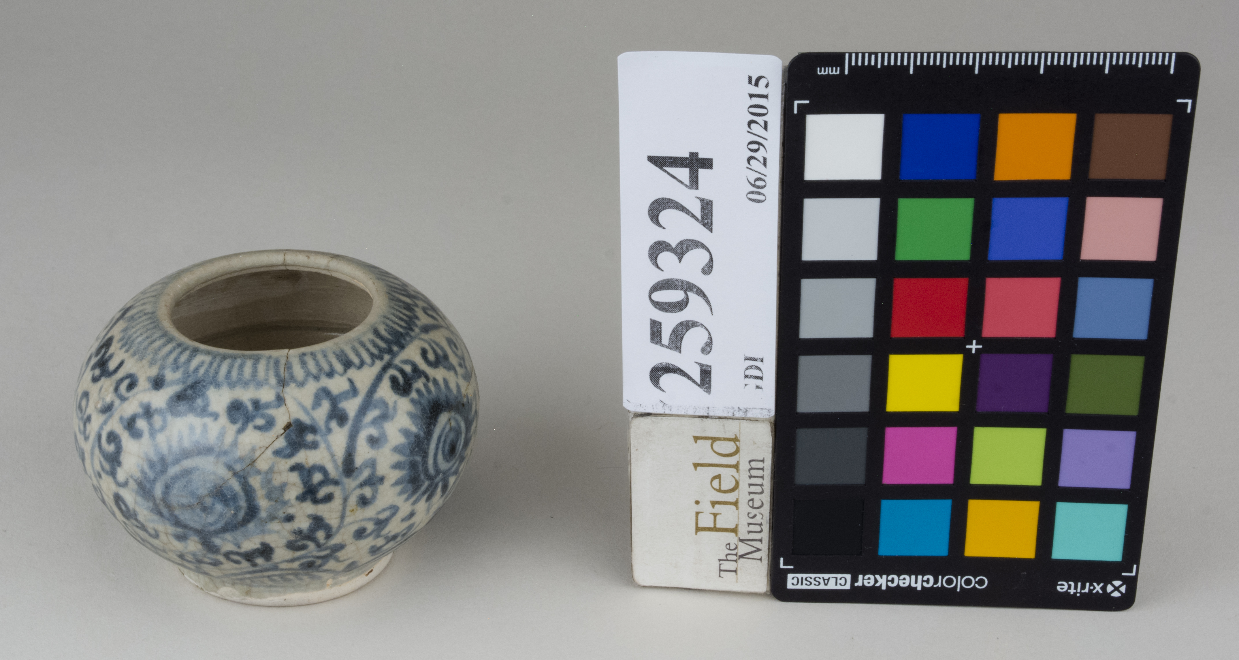 FrontAngle (c) Field Museum of Natural History - CC BY-NC 4.0